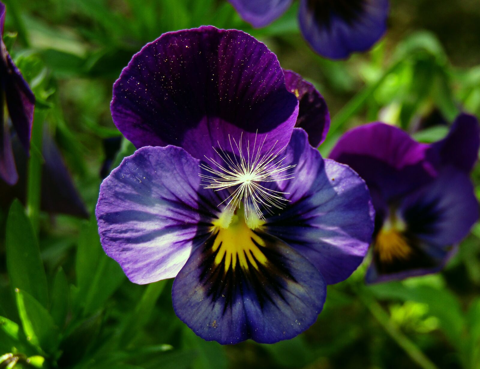Canon PowerShot SX410 IS sample photo. Flower, nature, flowers photography