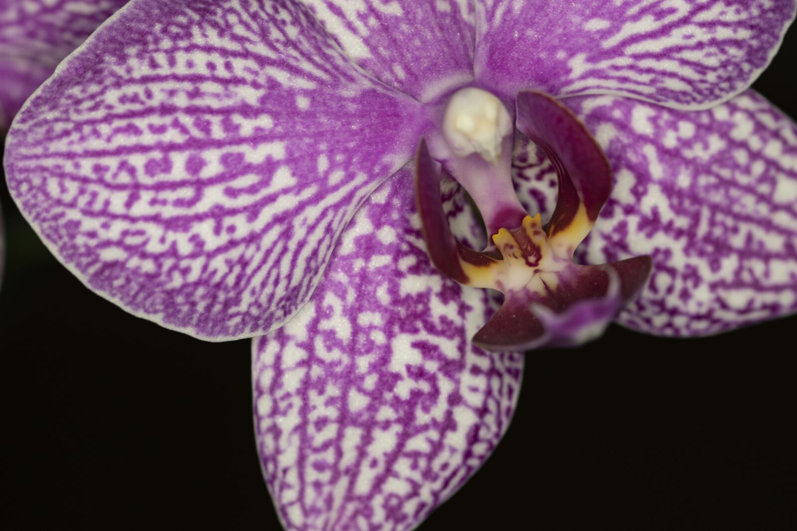 Nikon D5300 sample photo. Orchid, flower, room flower photography