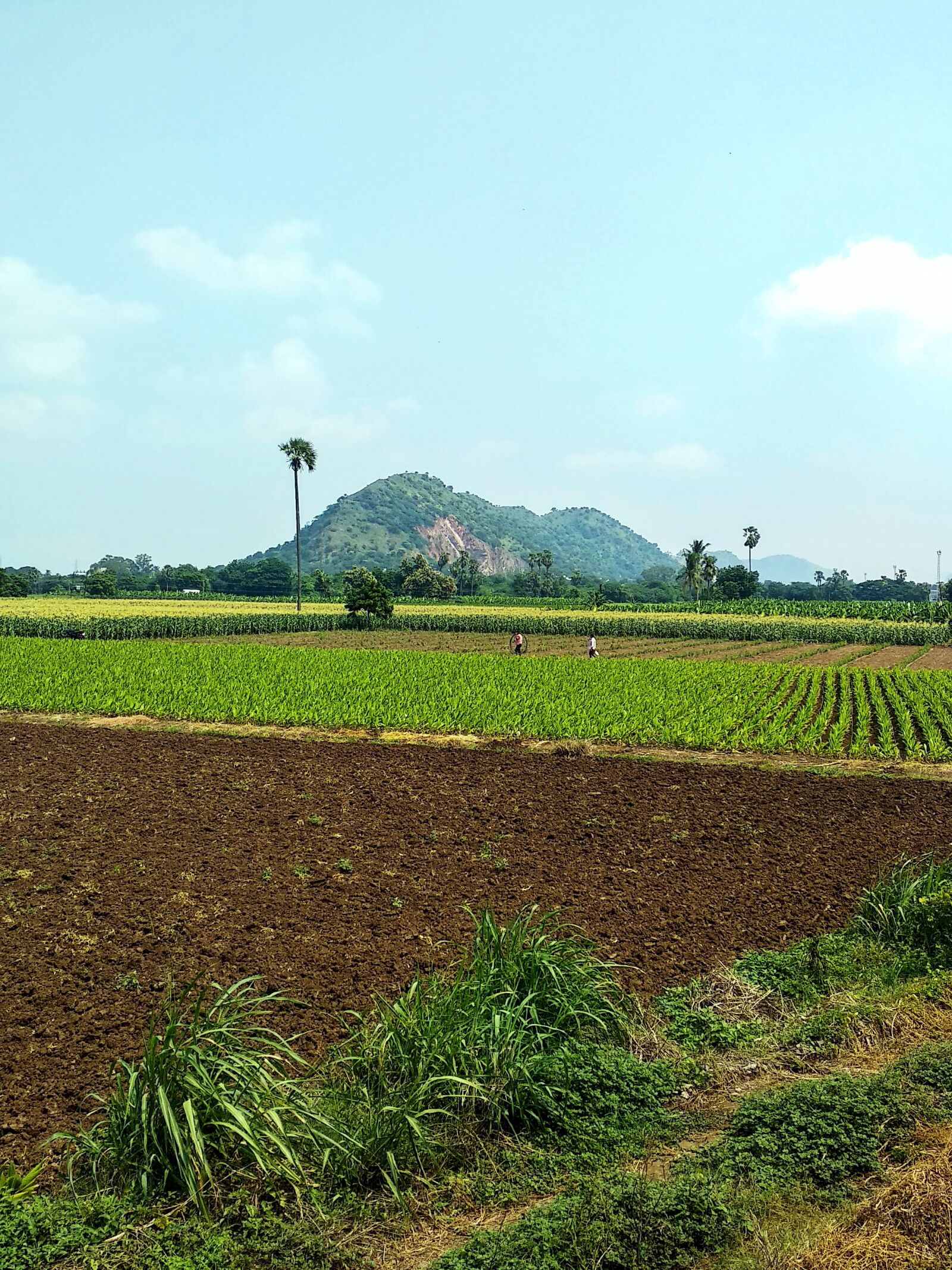 Xiaomi Mi A1 sample photo. Agriculture, farming, farming in photography