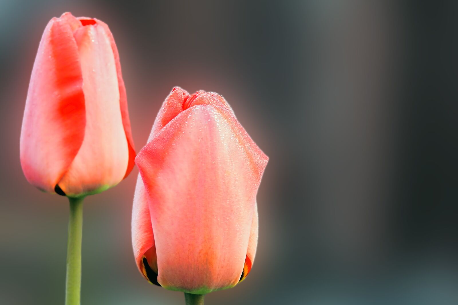 Nikon Coolpix P900 sample photo. Nature, flower, tulip photography
