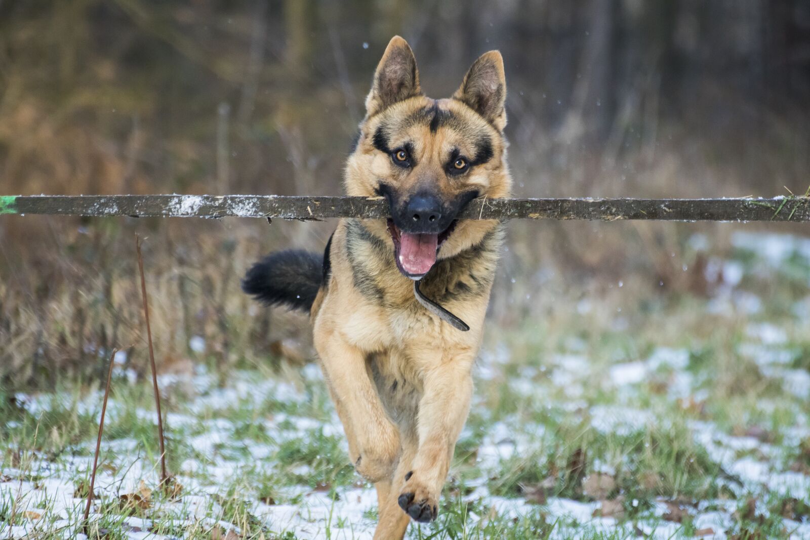 Canon EOS 750D (EOS Rebel T6i / EOS Kiss X8i) sample photo. German shepherd, dog, stick photography
