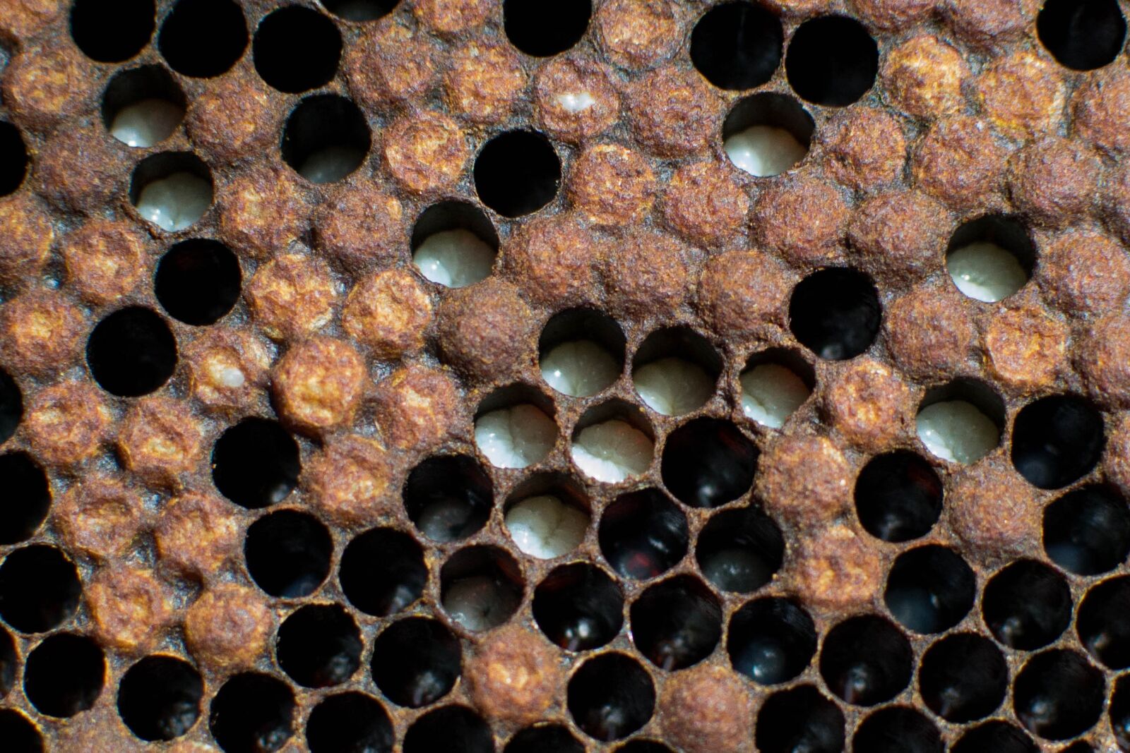 Nikon D3100 sample photo. Bees, nature, beekeeping photography