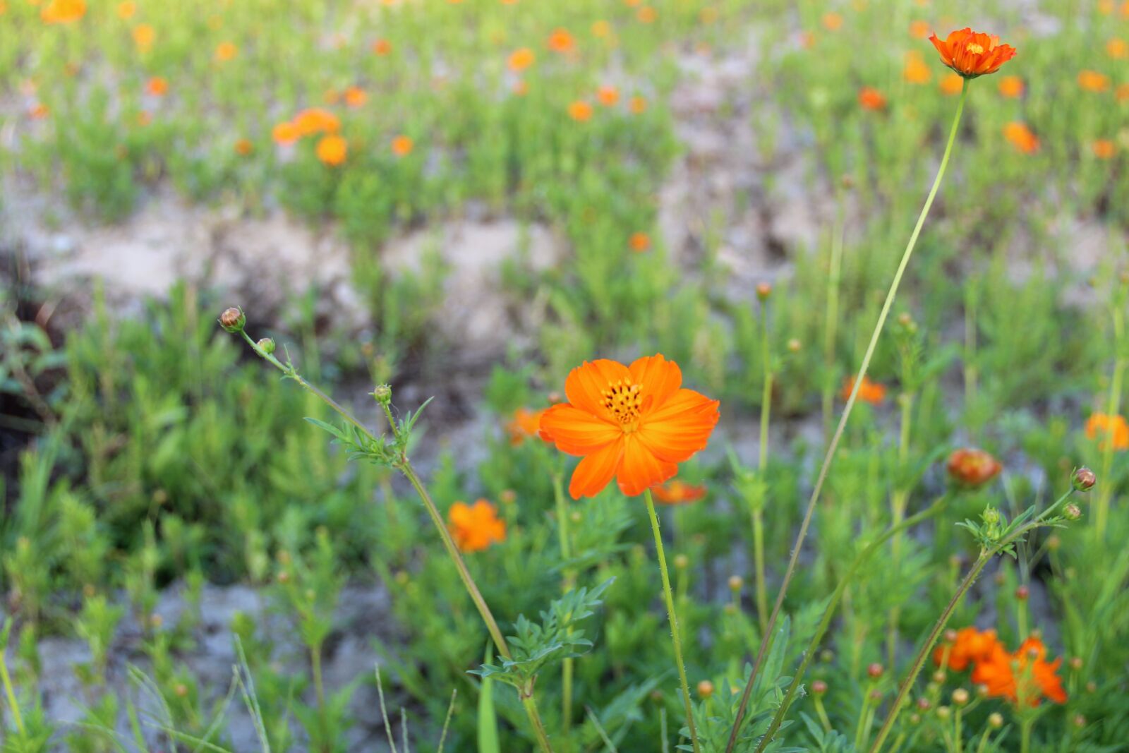 Canon EF-S 18-135mm F3.5-5.6 IS sample photo. The scenery, flower, spring photography