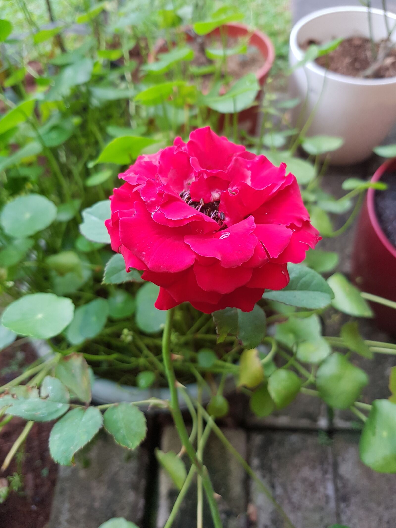 Samsung Galaxy S7 Edge sample photo. Red, flower, floral photography