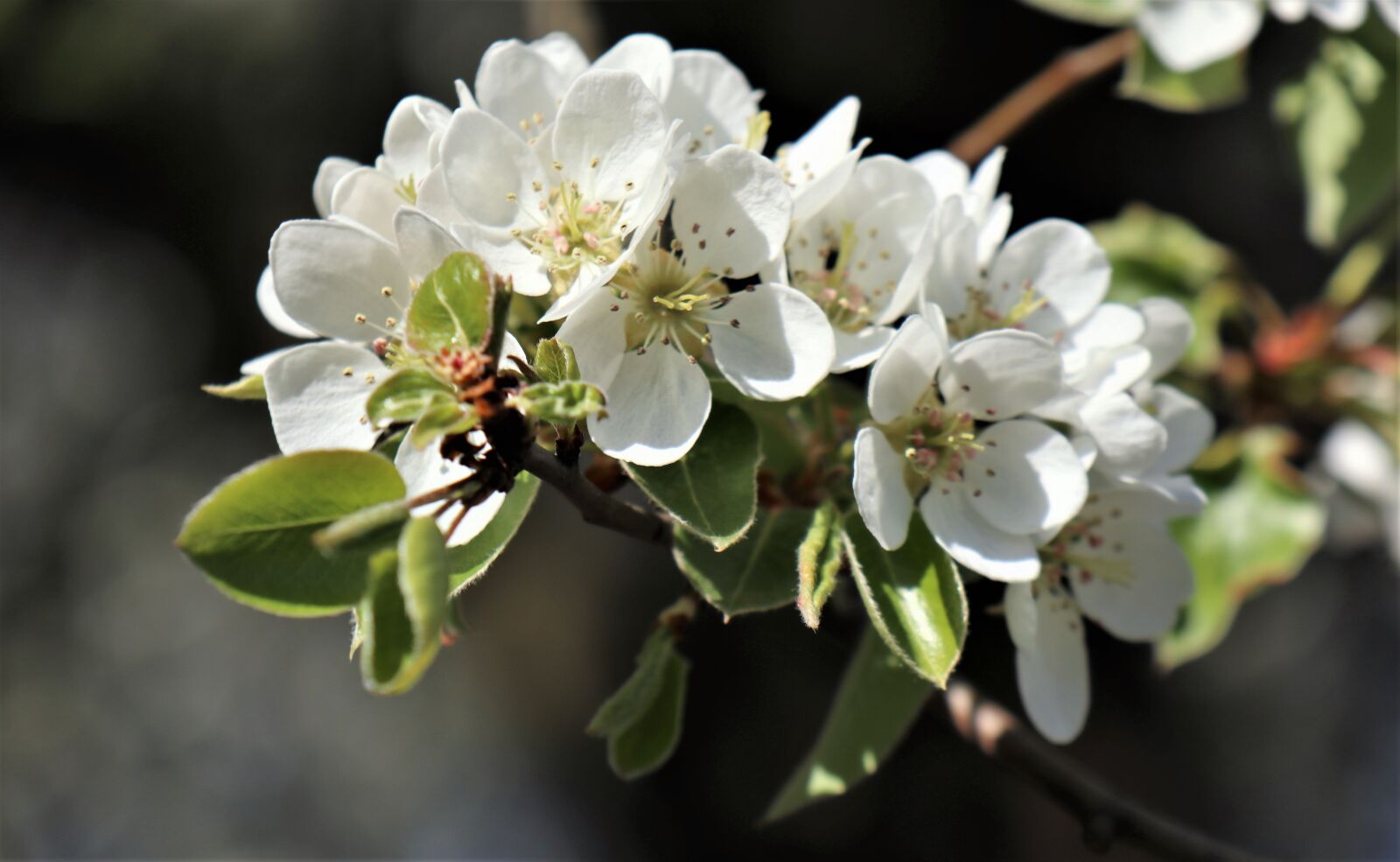 Canon EOS M6 sample photo. April, flowering, nature photography