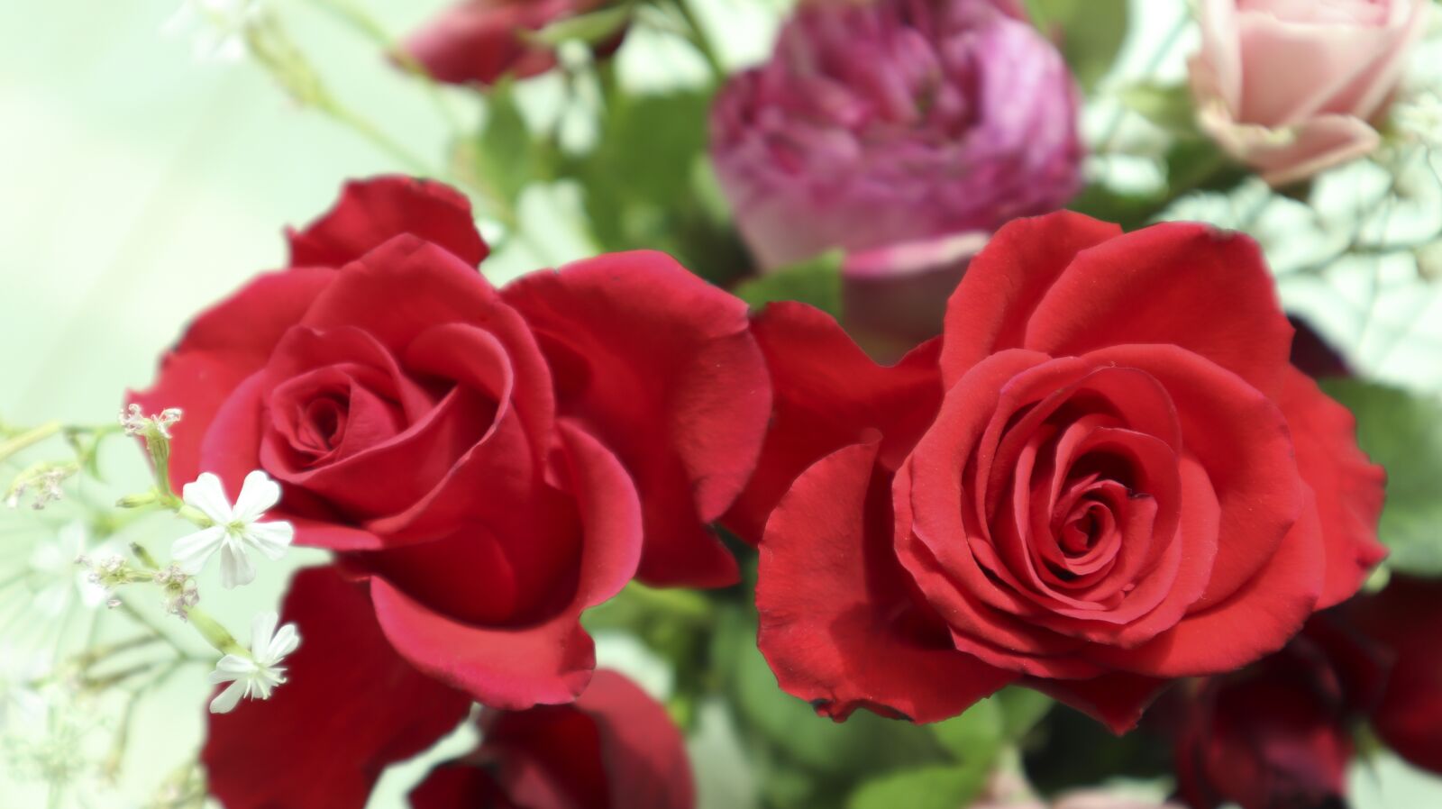 Canon EF-M 15-45mm F3.5-6.3 IS STM sample photo. Red, rose, roses photography