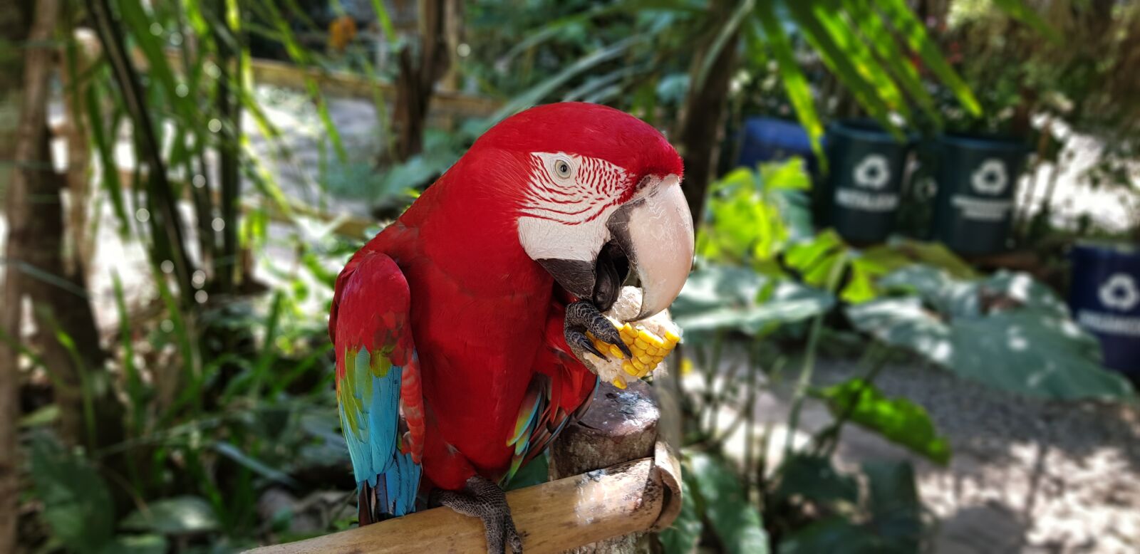 Samsung Galaxy S8+ sample photo. Tropical bird, nature, macaw photography