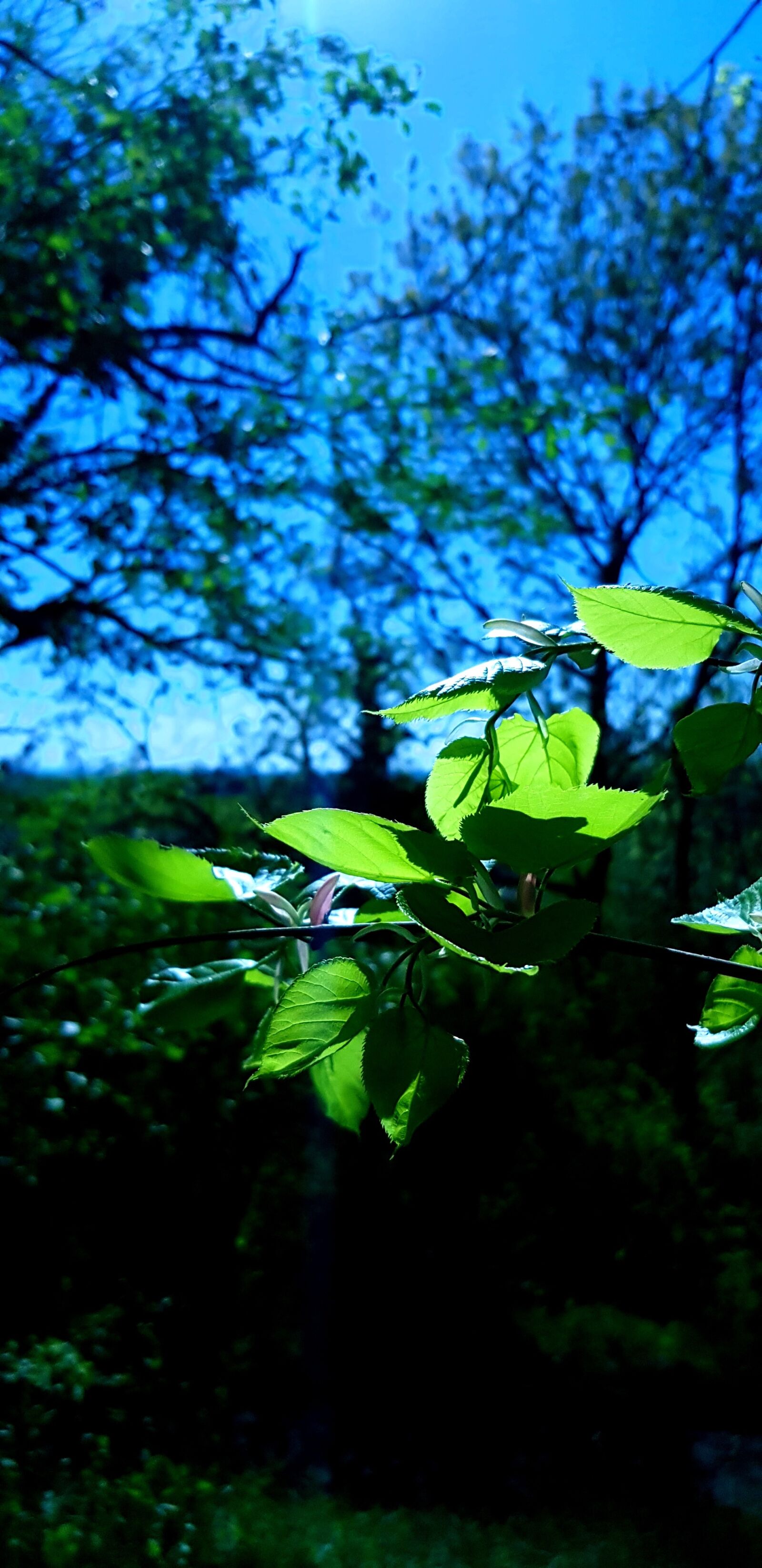 Samsung Galaxy S8+ sample photo. Leaf, nature, tree photography