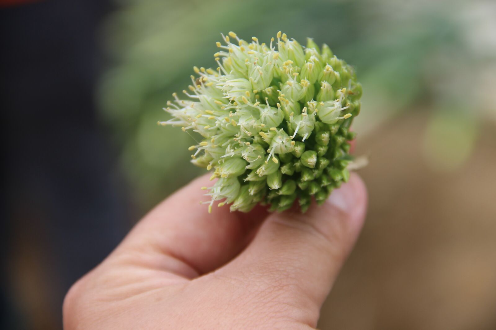 Canon EOS 600D (Rebel EOS T3i / EOS Kiss X5) sample photo. Allium fistulosum, chopped green photography