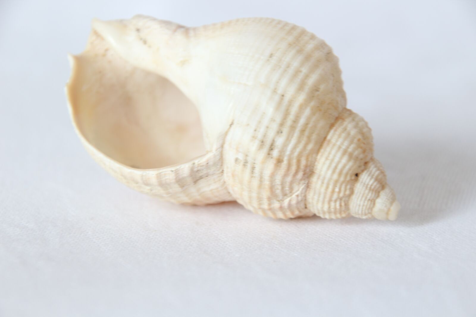 Canon EOS 100D (EOS Rebel SL1 / EOS Kiss X7) sample photo. Cochlea, snail, white photography