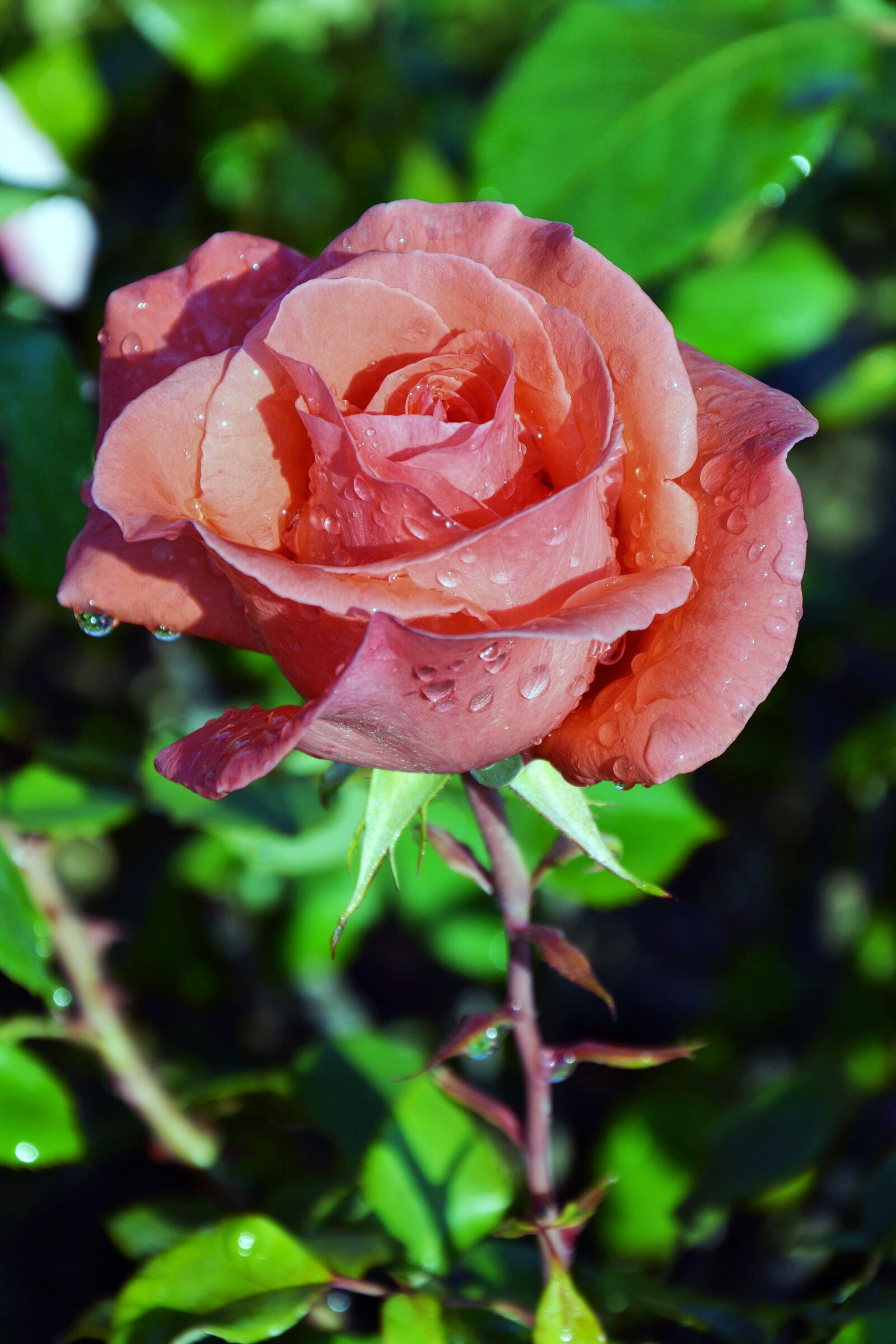 Nikon D7100 sample photo. Rose, red, plant photography