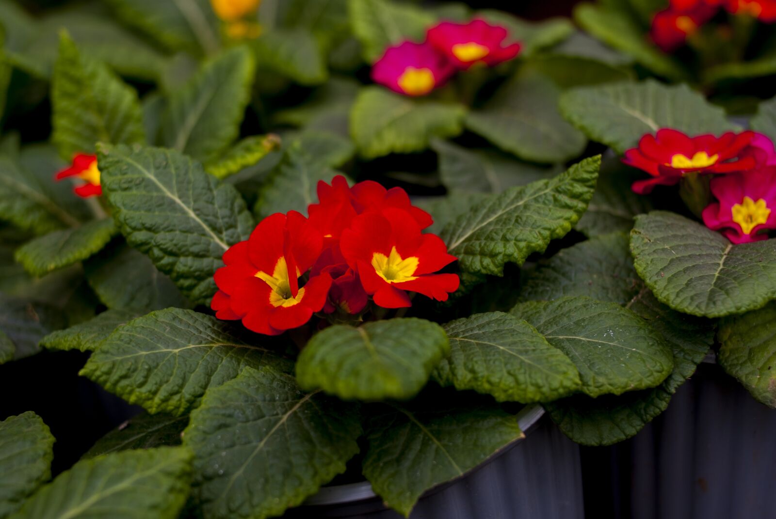 Nikon D60 sample photo. Flower, nature, plant photography