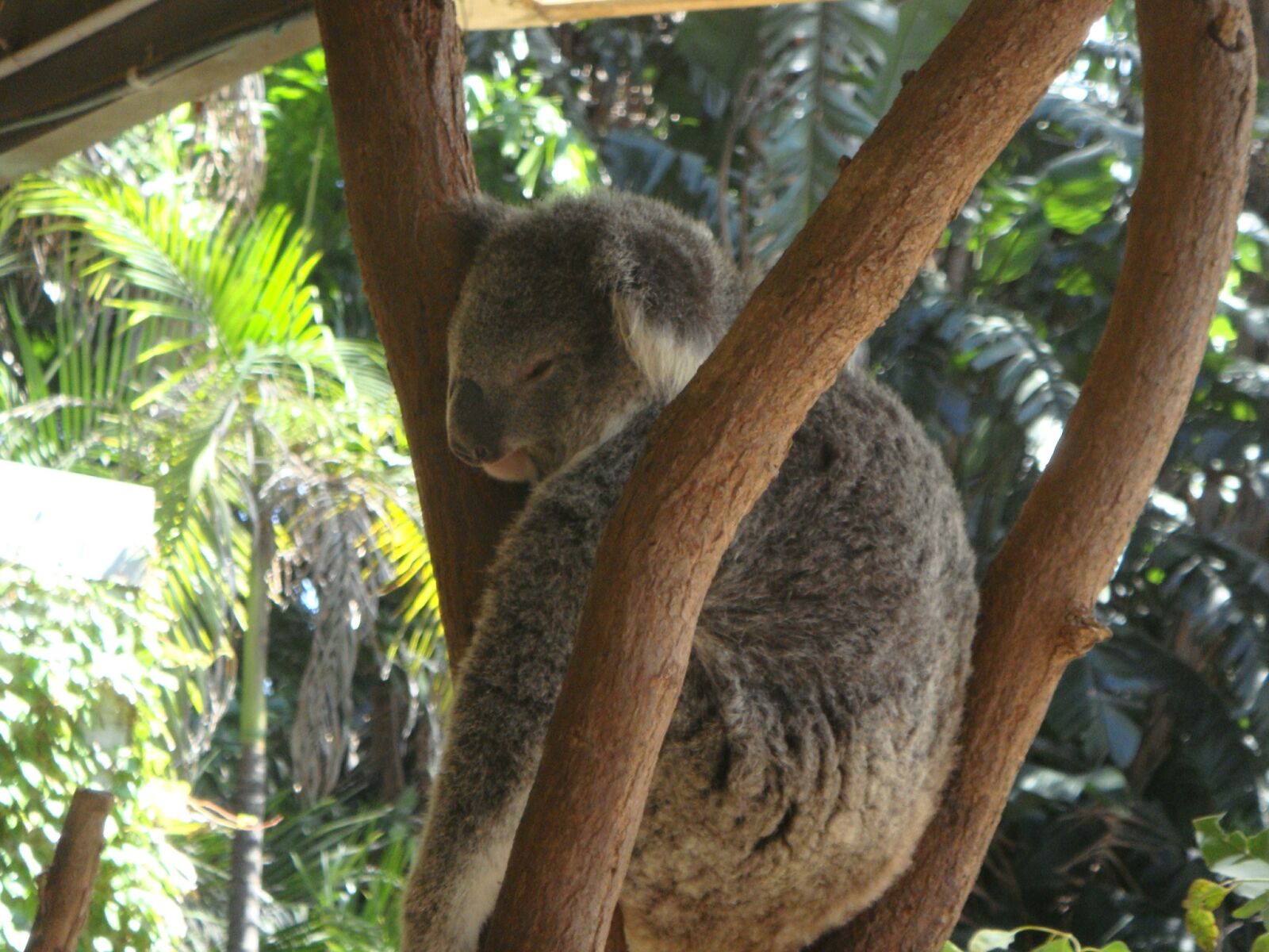 Sony DSC-T77 sample photo. Koala, australia, cute photography