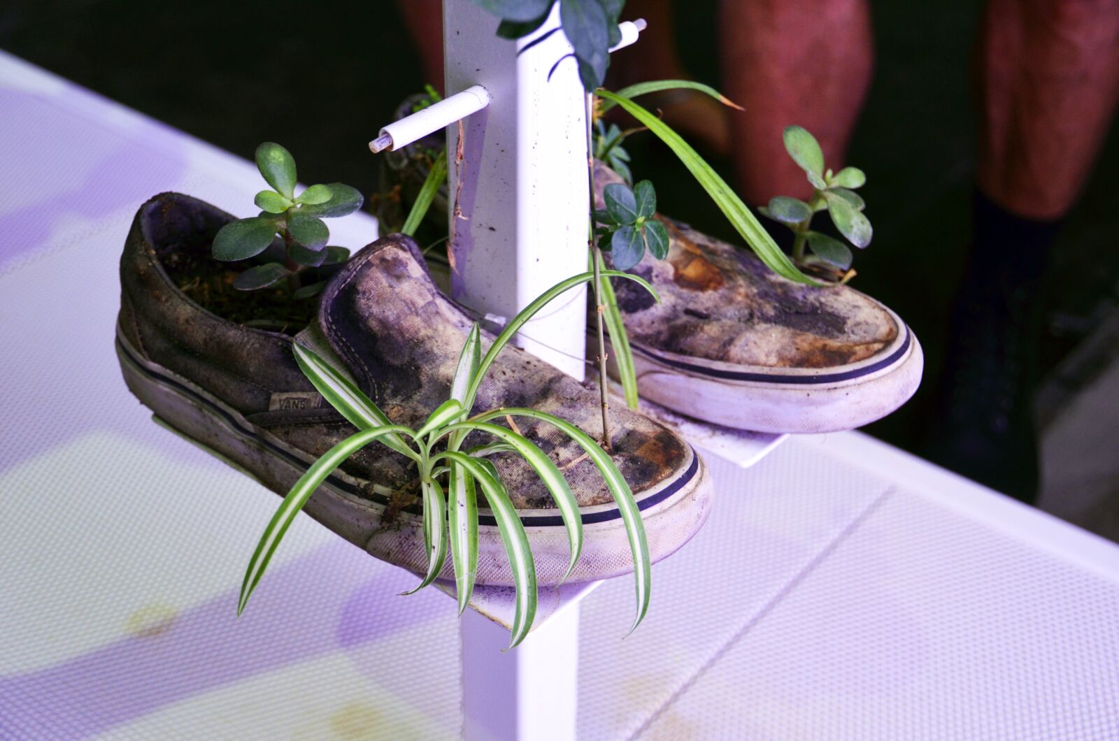 Nikon D7000 sample photo. Sneakers, shoes, plant photography