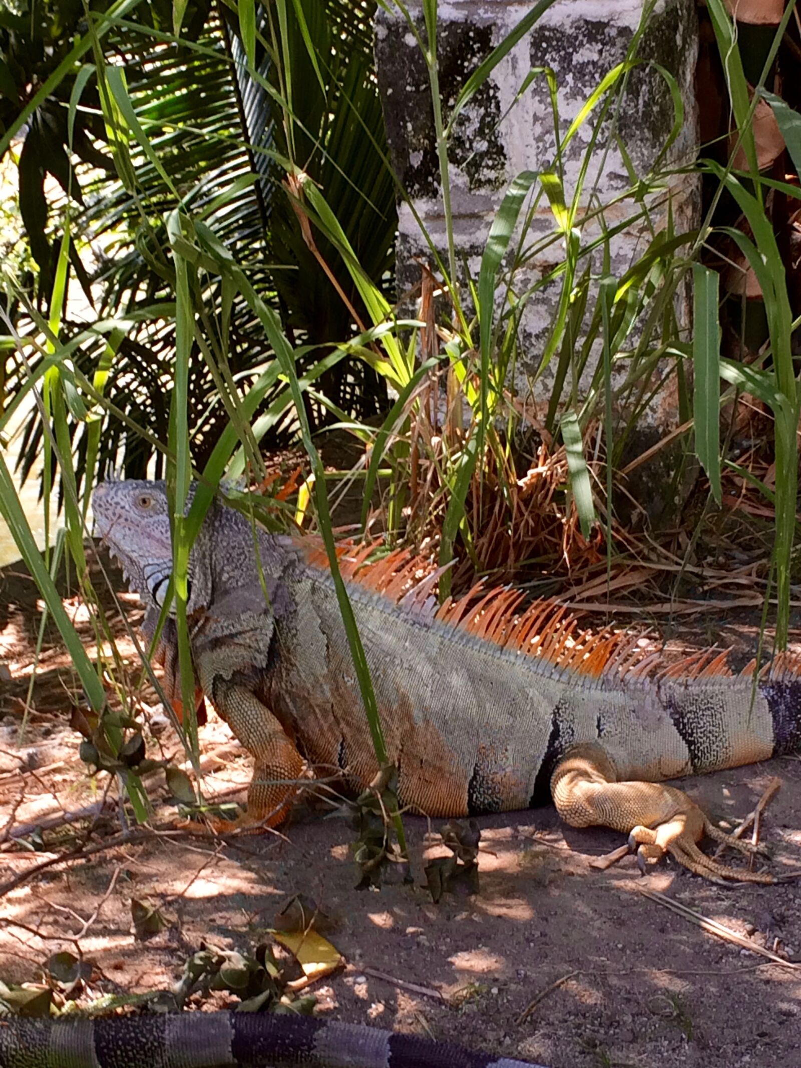 iPhone 5s back camera 4.15mm f/2.2 sample photo. Iguana, mexico, puerto vallarta photography