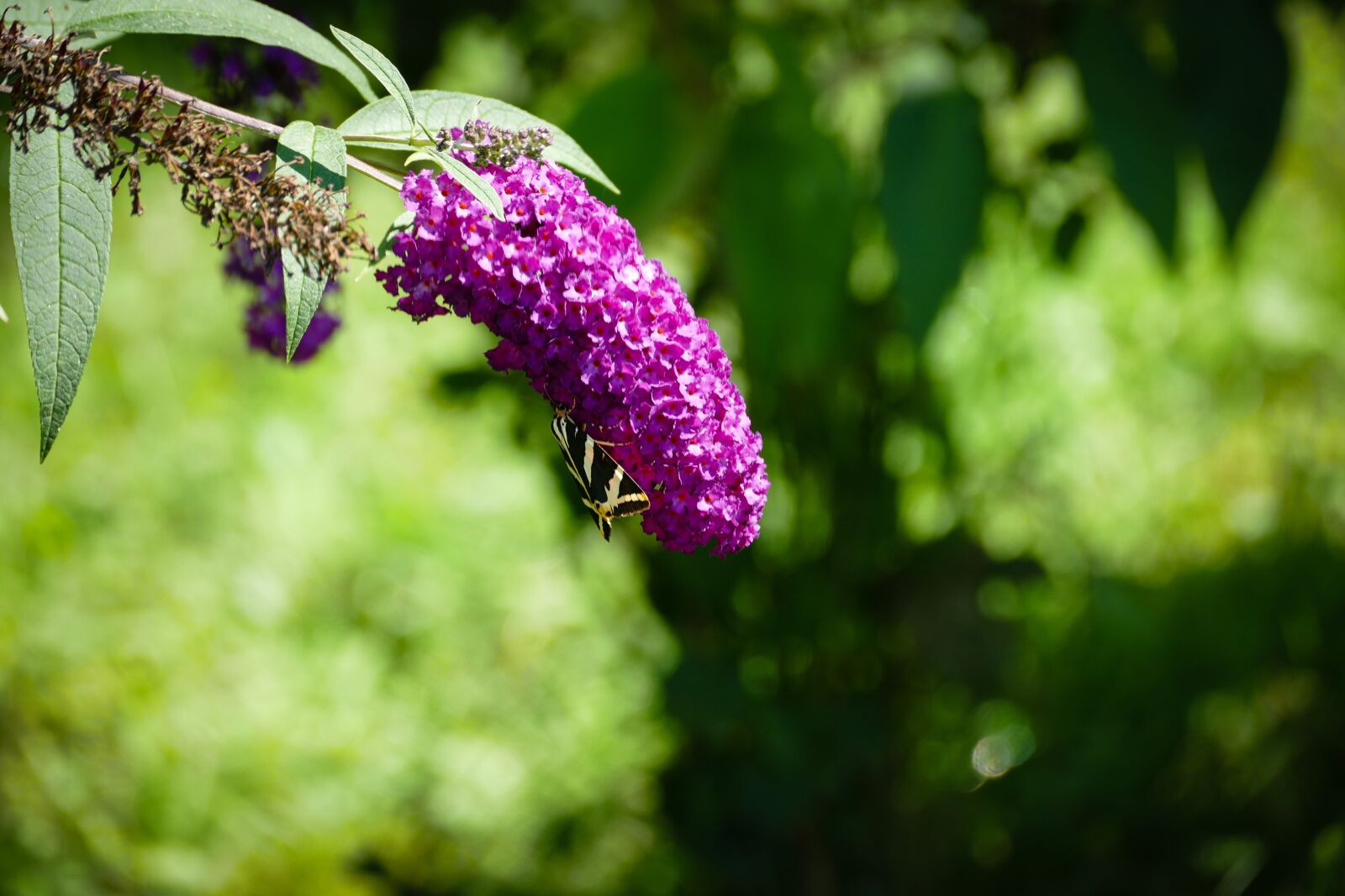 Panasonic Lumix DMC-FZ1000 sample photo. Summer lilac, insect, flower photography