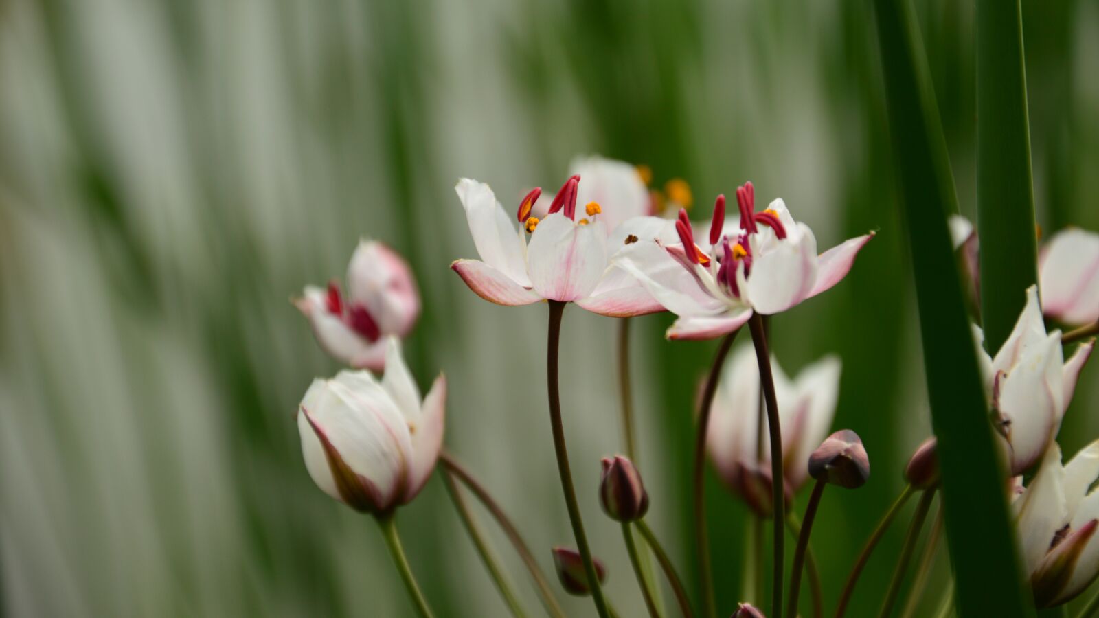Nikon D3200 sample photo. Flowers, when, the pond photography