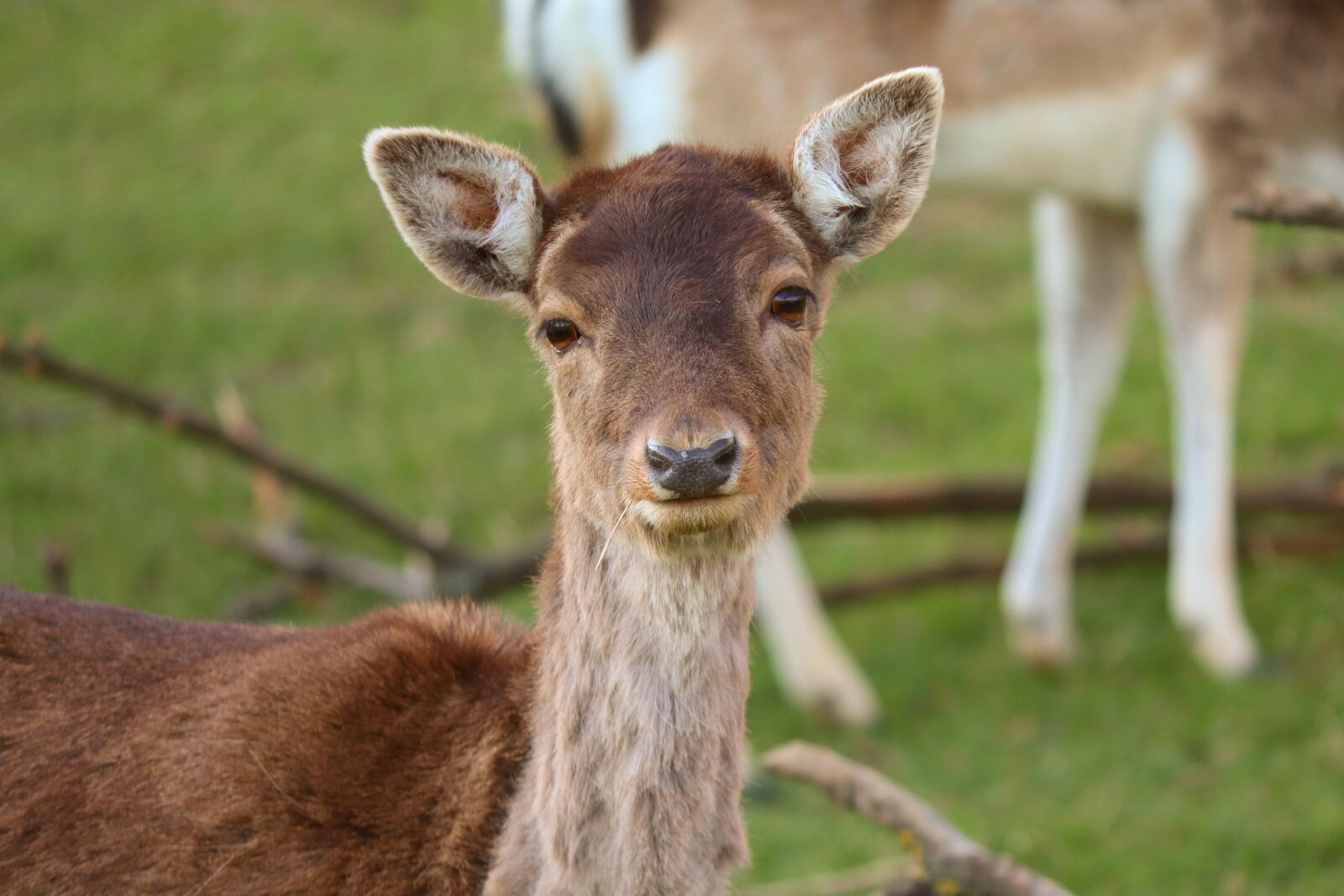 Canon EOS 200D (EOS Rebel SL2 / EOS Kiss X9) sample photo. Fallow deer, doe, flock photography