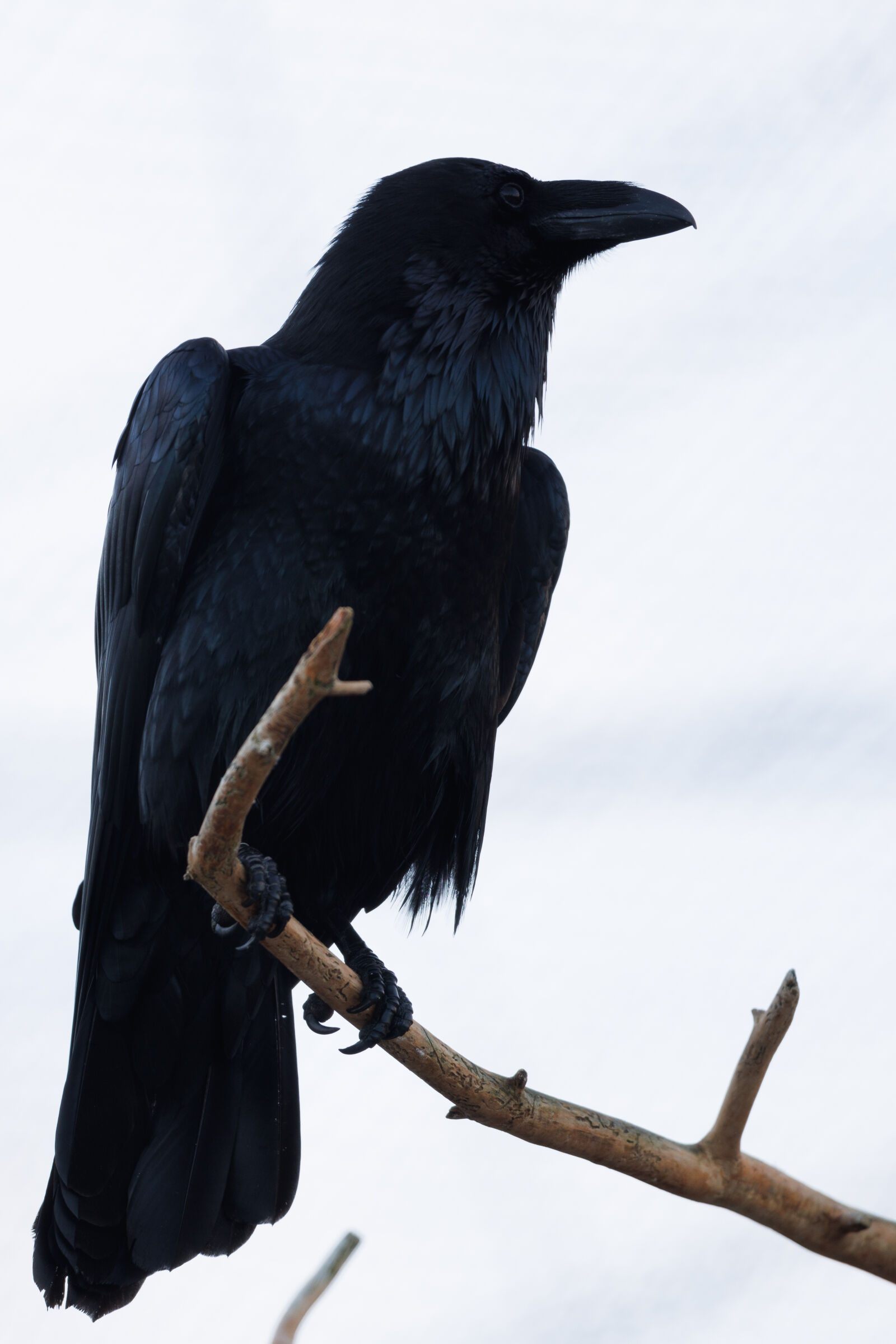 Canon RF 400mm F2.8L IS USM sample photo. Common raven photography