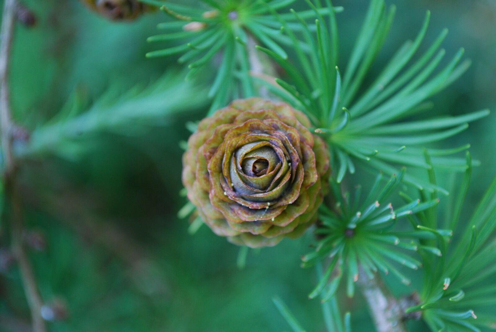 Nikon D40X sample photo. Pine cone, tree, forest photography