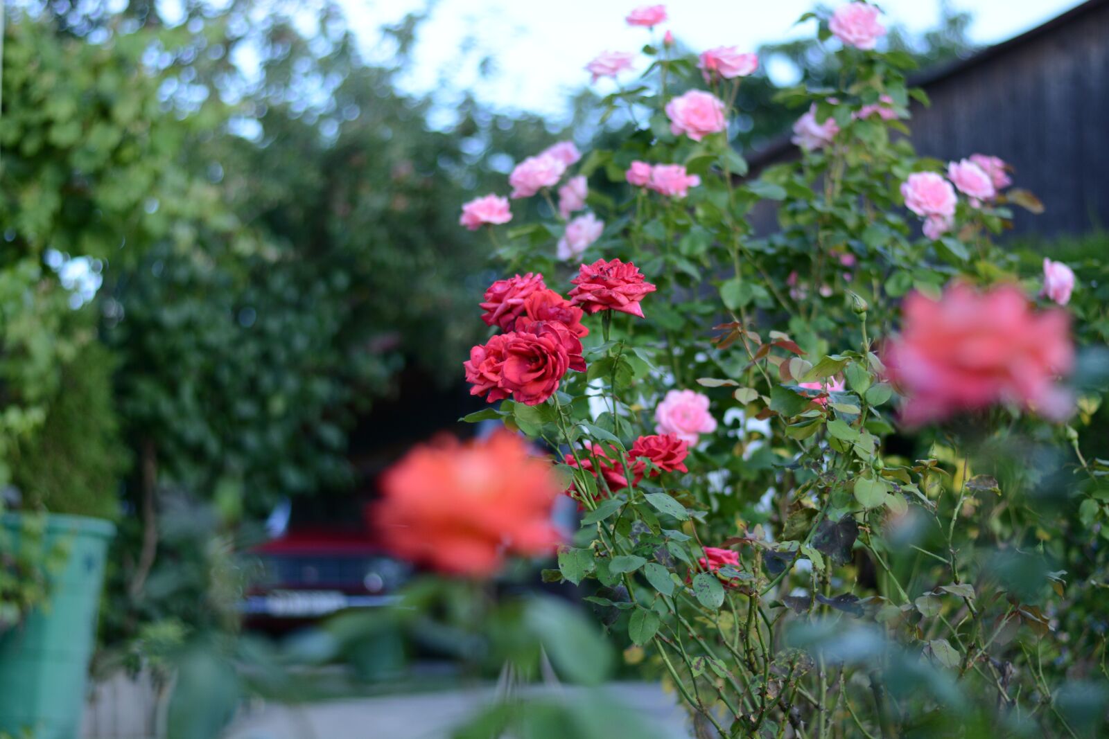 Nikon D7100 sample photo. Rose, thorn, flower photography