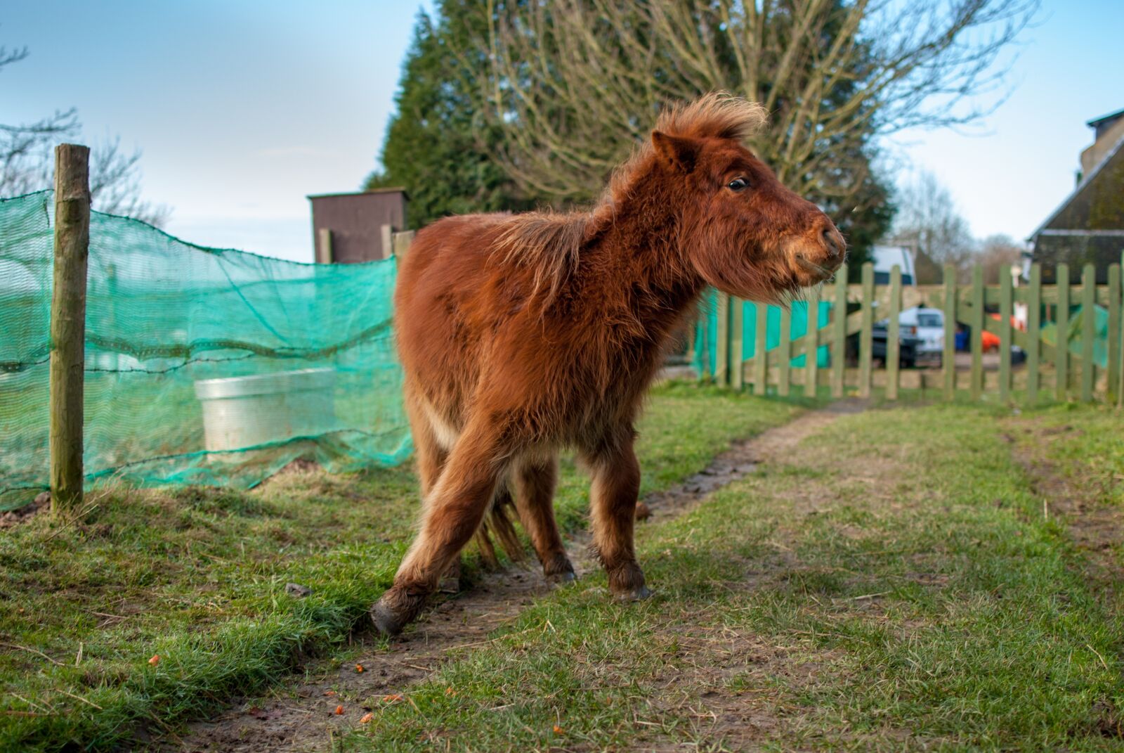 Nikon D80 sample photo. Pony, on the bright photography