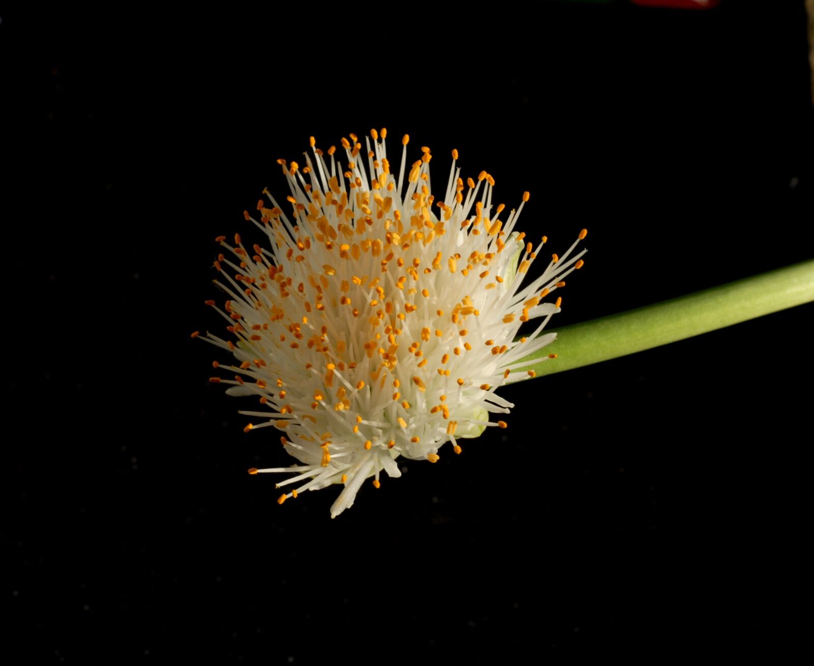 Nikon D200 sample photo. Plant, flower, haemanthus photography