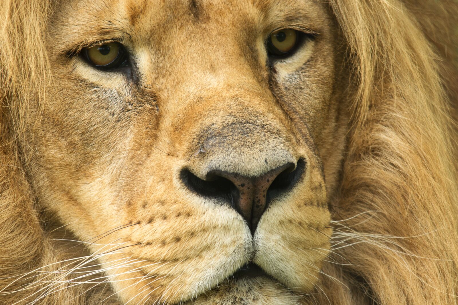 Nikon D5600 sample photo. Lion, tawny, predator photography