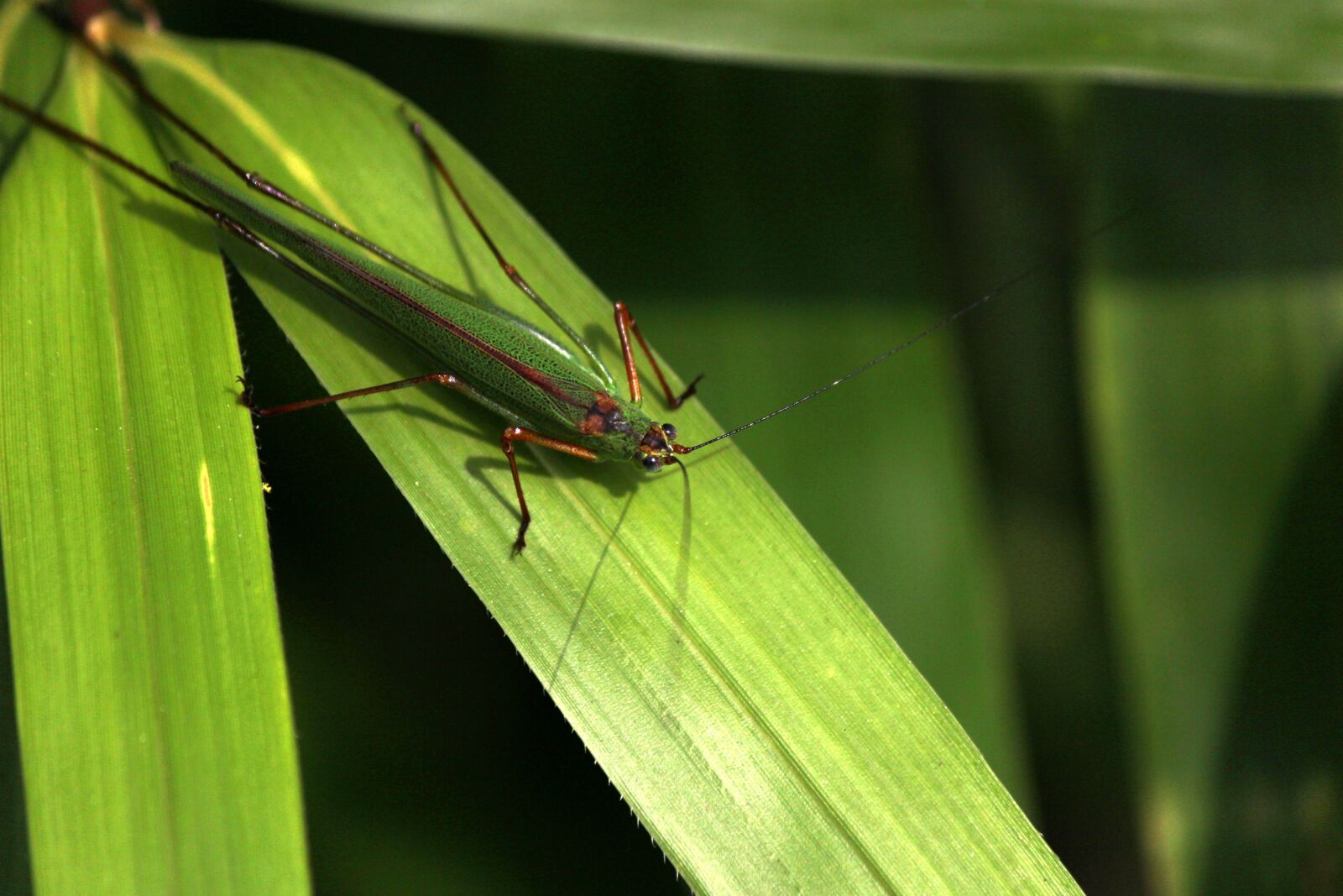 Canon EOS 100D (EOS Rebel SL1 / EOS Kiss X7) sample photo. Grasshopper, macro, leaf photography