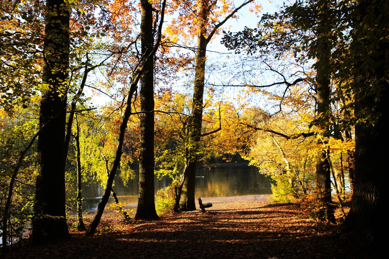 Canon EOS 6D + Canon EF 24-70mm F2.8L USM sample photo. Forest path, by look photography