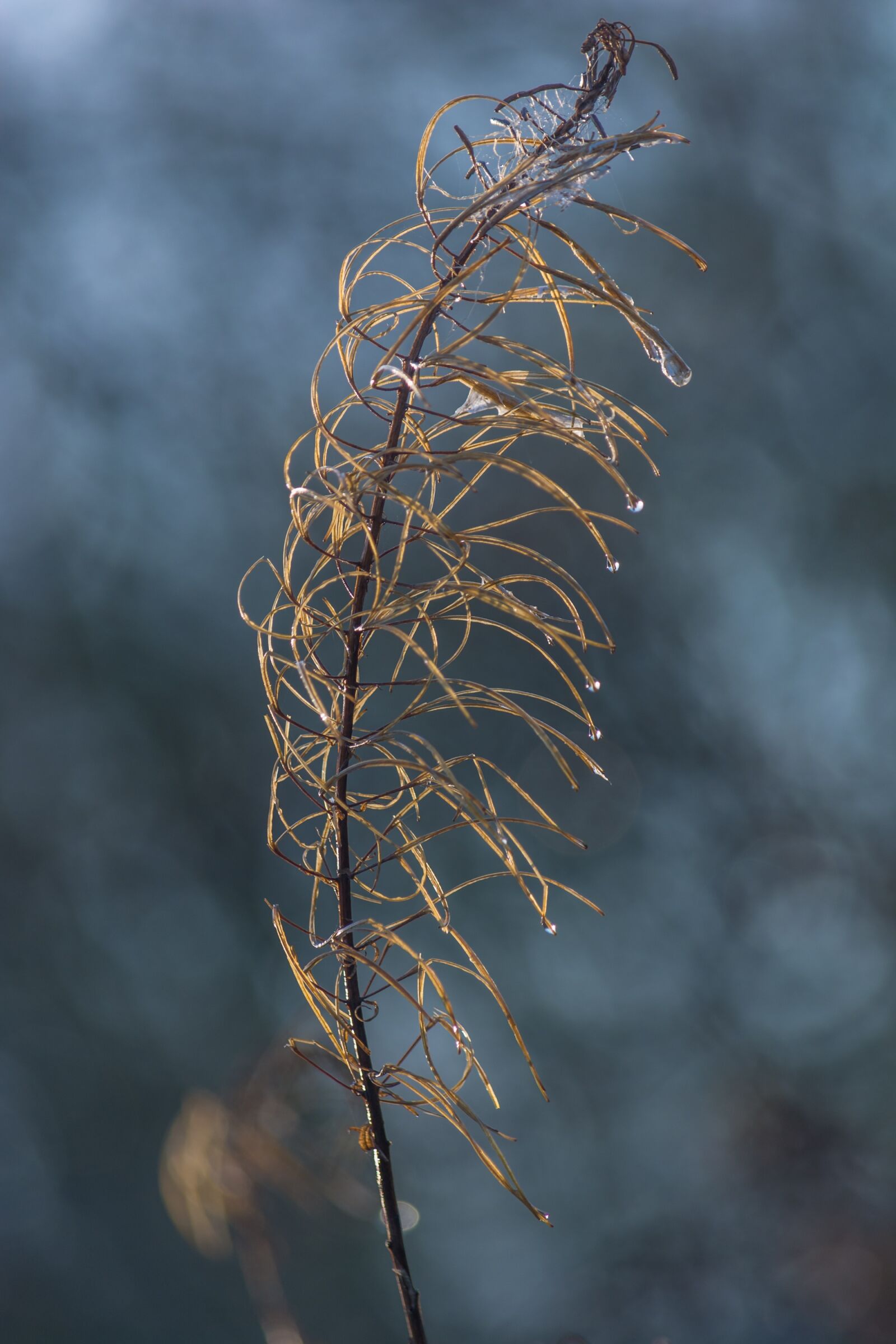 Nikon D5200 sample photo. Plant, field, blue photography