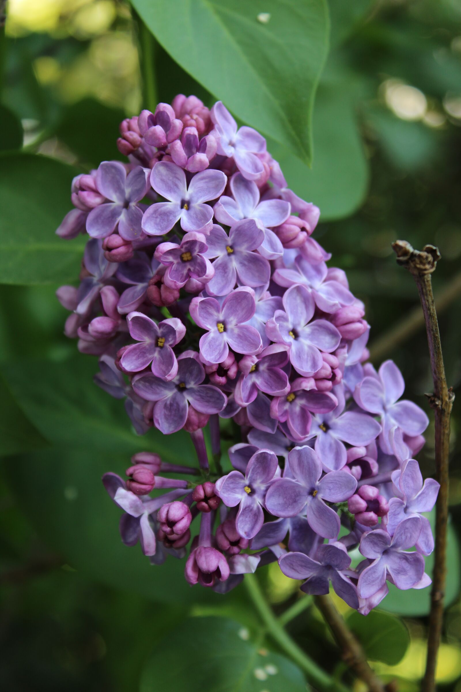Canon EOS 2000D (EOS Rebel T7 / EOS Kiss X90 / EOS 1500D) sample photo. Lilac, spring, summer photography