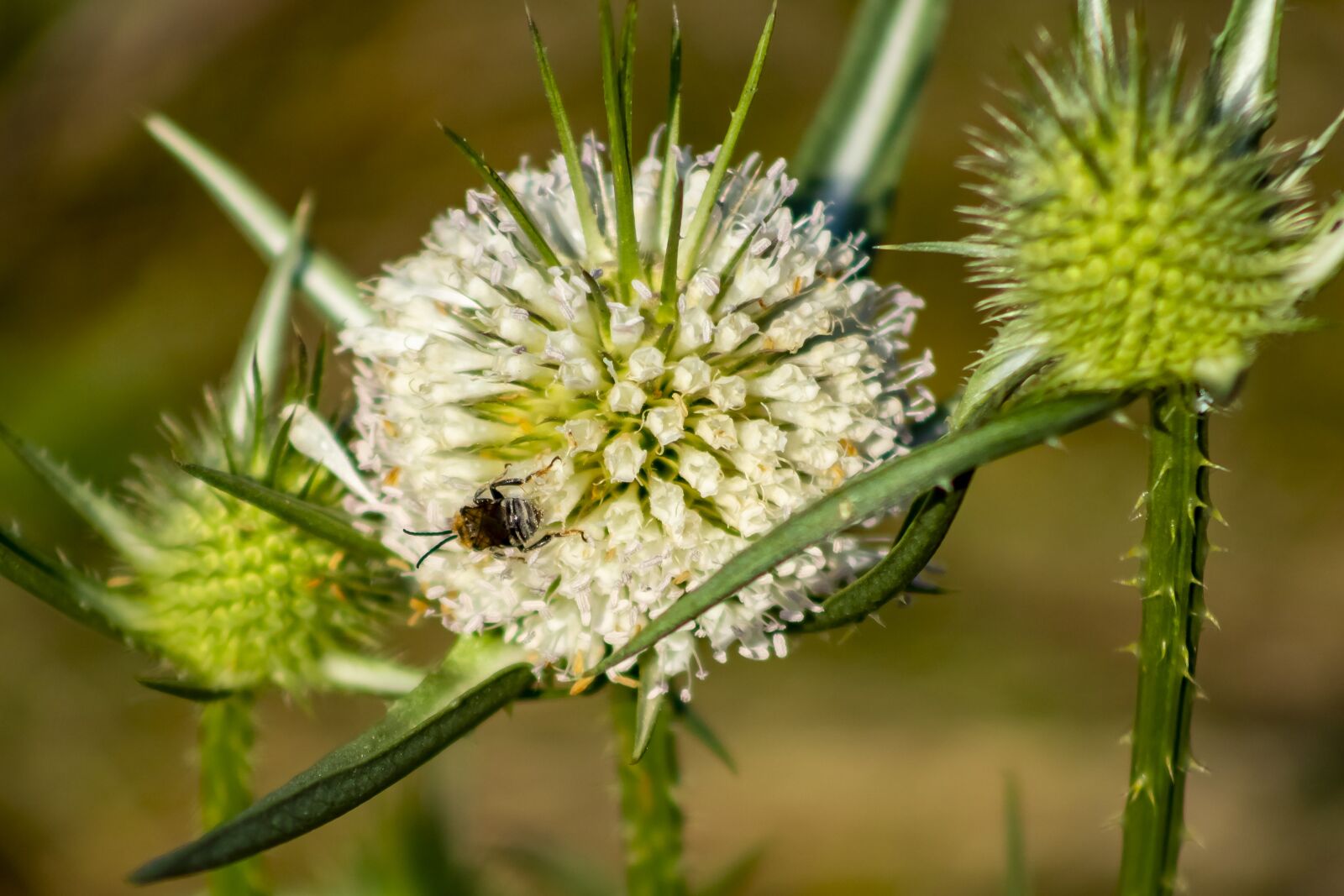 Canon EF75-300mm f/4-5.6 sample photo. Wildflower, stalk, szam rk photography