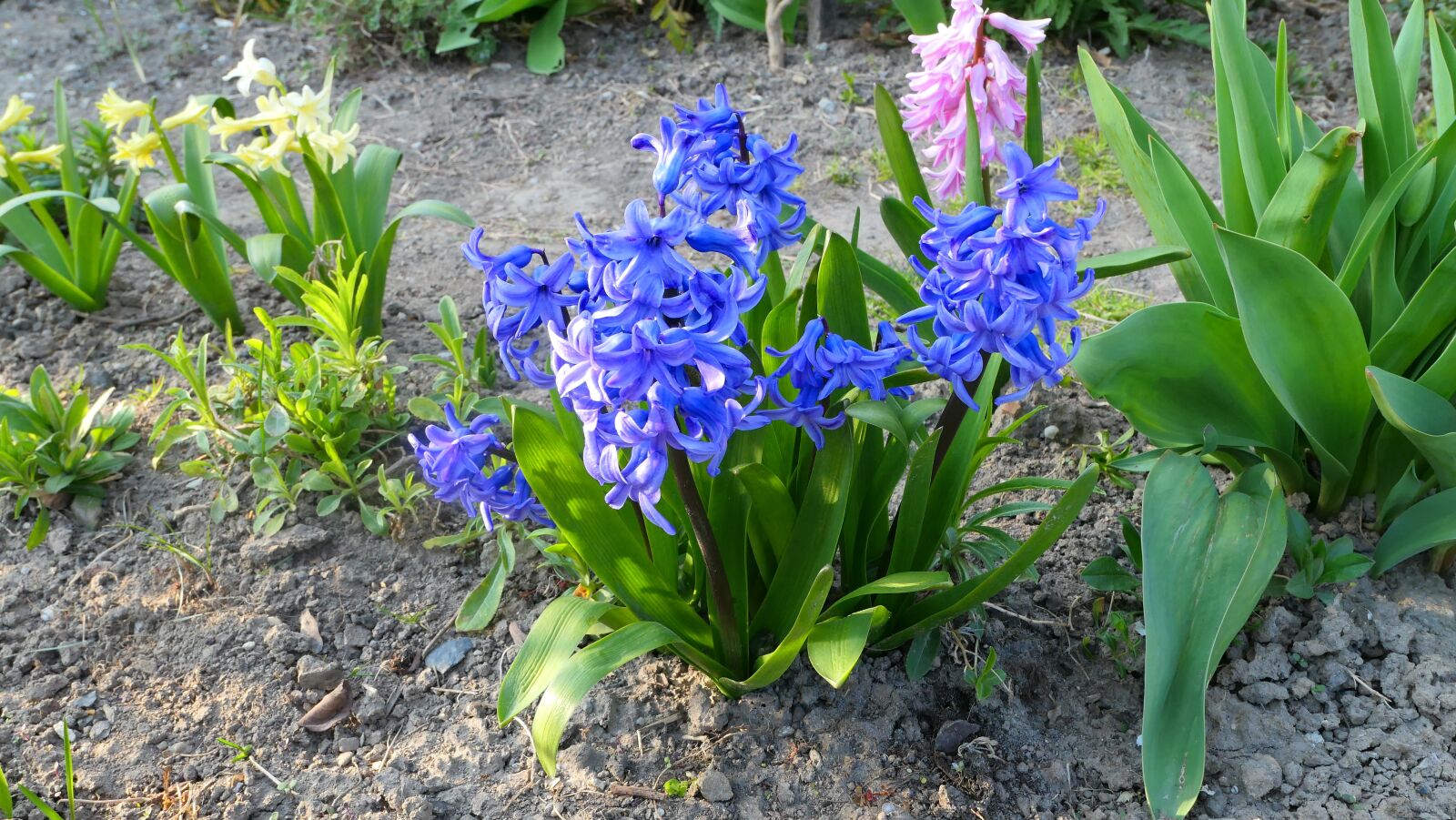 Panasonic Lumix DMC-LX10 (Lumix DMC-LX15) sample photo. Hyacinths, flowers, spring photography