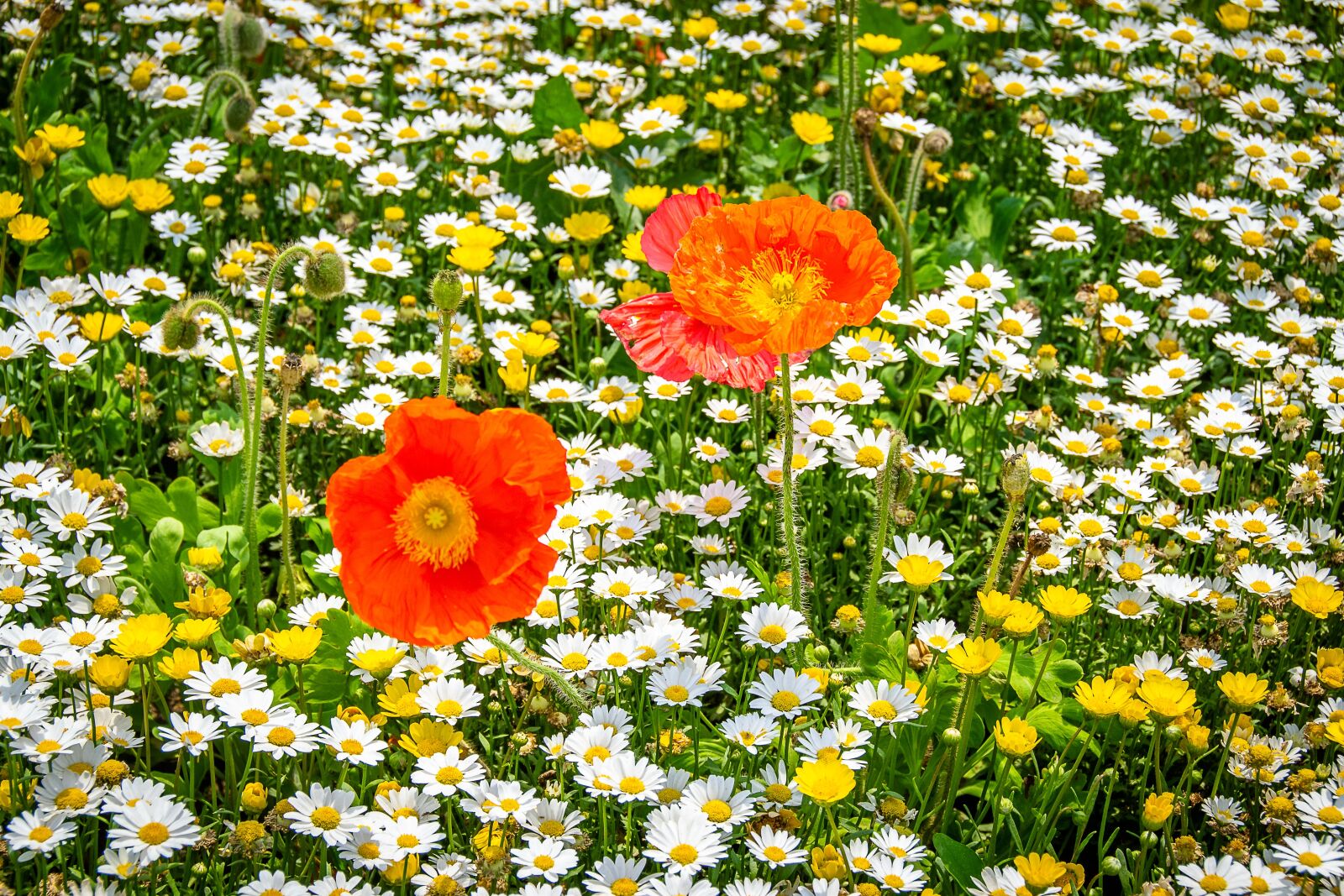 Nikon D3100 sample photo. Flower, beautiful, natural photography