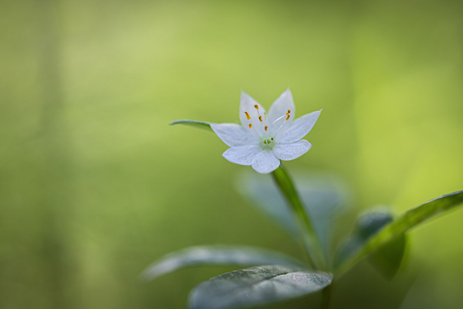 Canon EOS 6D Mark II sample photo. Starflower, white, green photography
