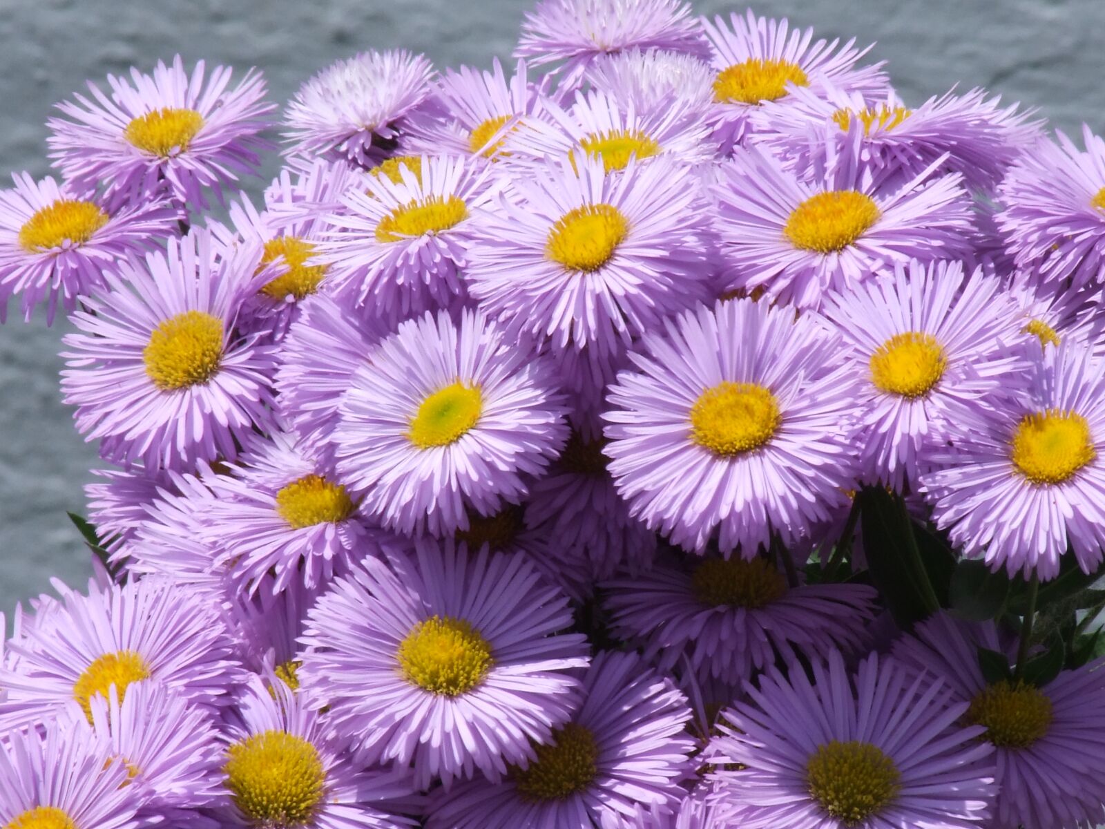 Fujifilm FinePix S100fs sample photo. Flower, purple, in conjunction photography