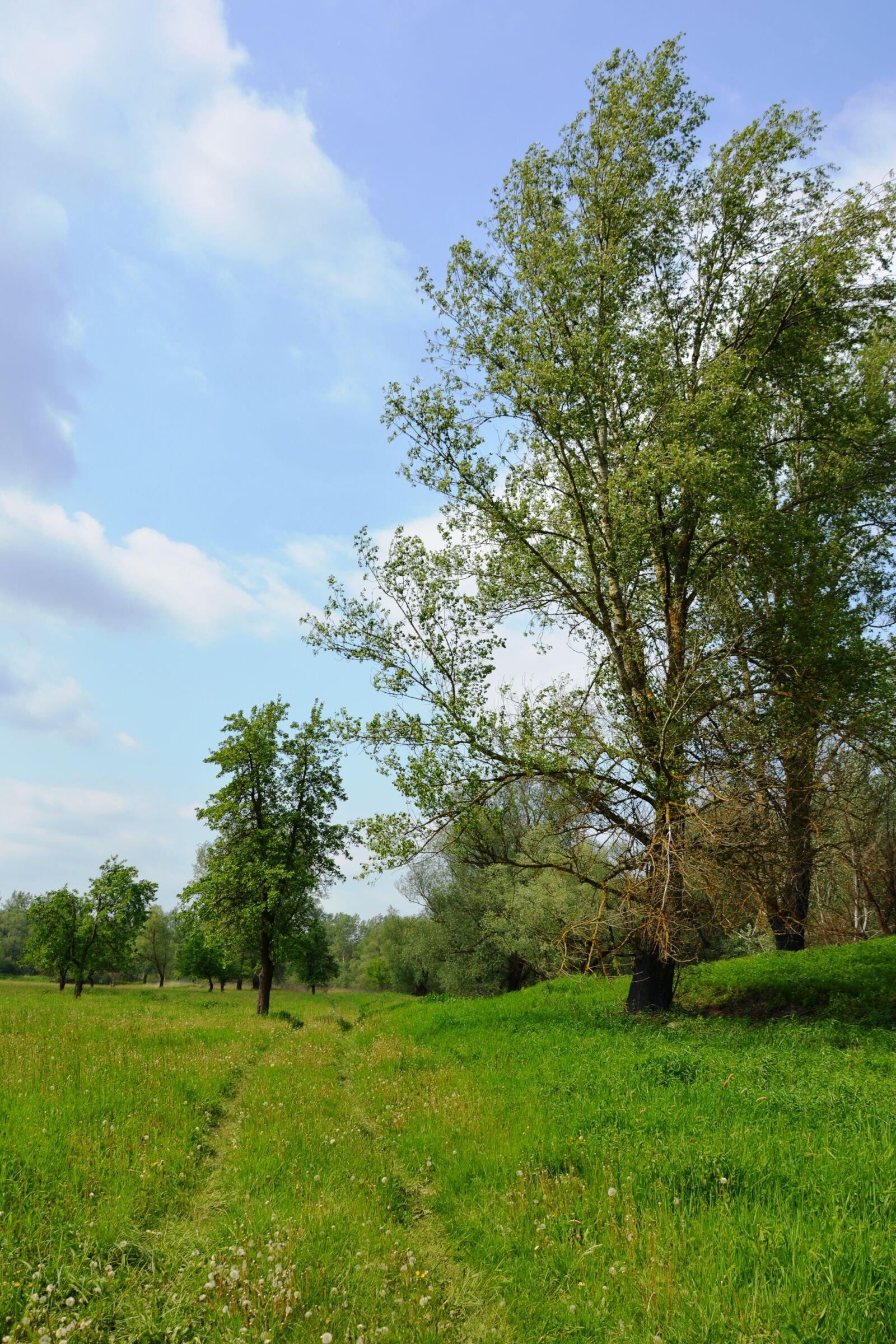 Nikon D5200 sample photo. Way, meadow, landscape photography