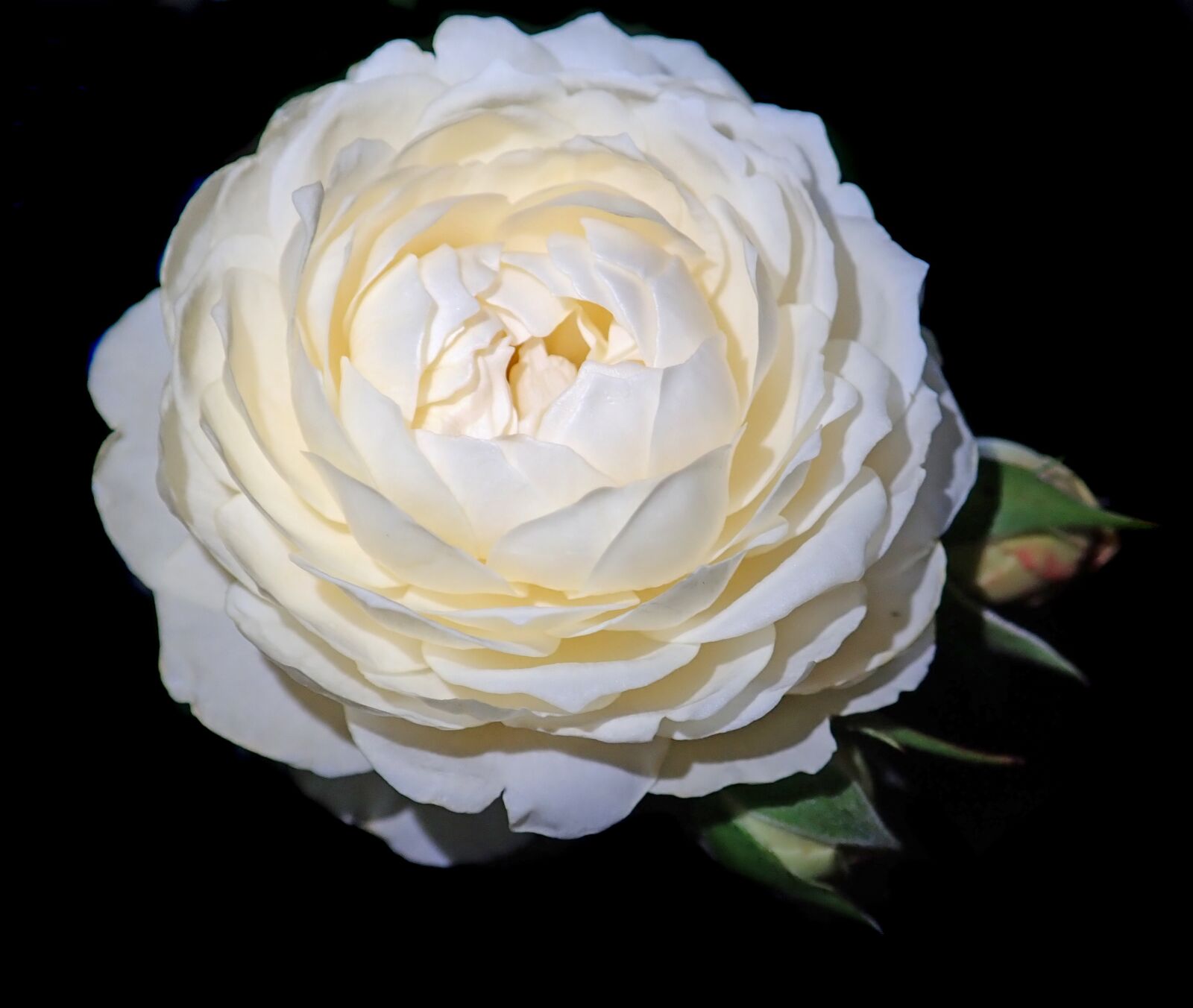 Olympus TG-5 sample photo. Rose, white, flower photography