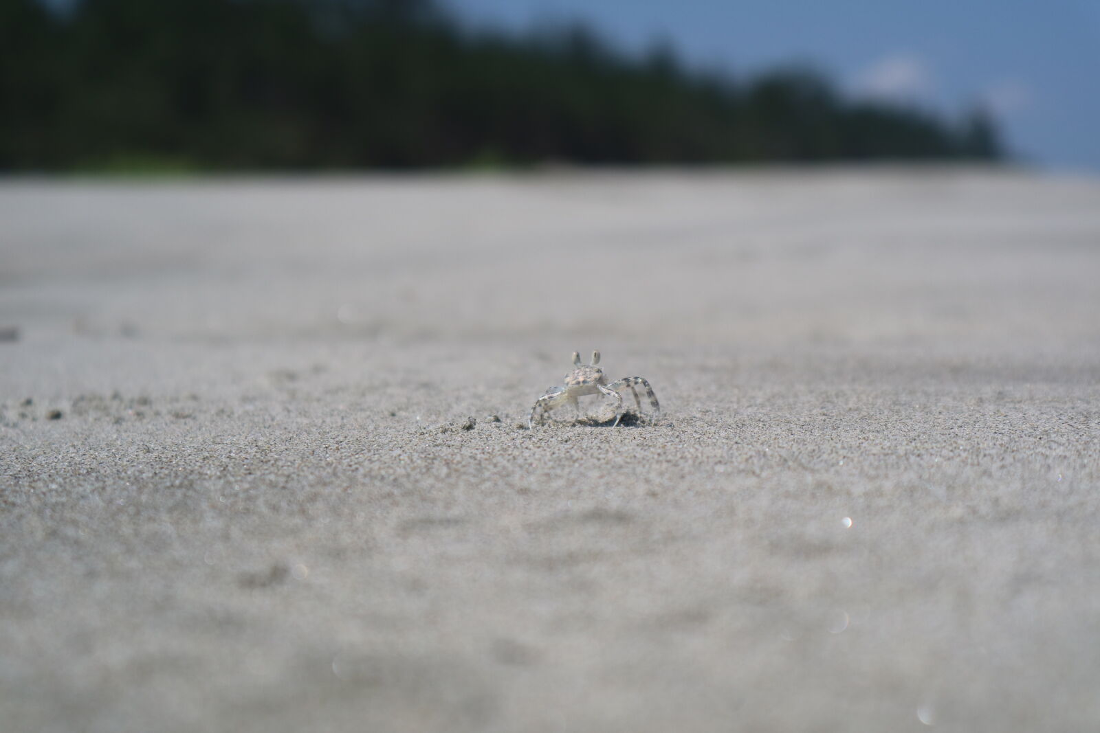 Canon EOS M3 sample photo. Beach, crab photography