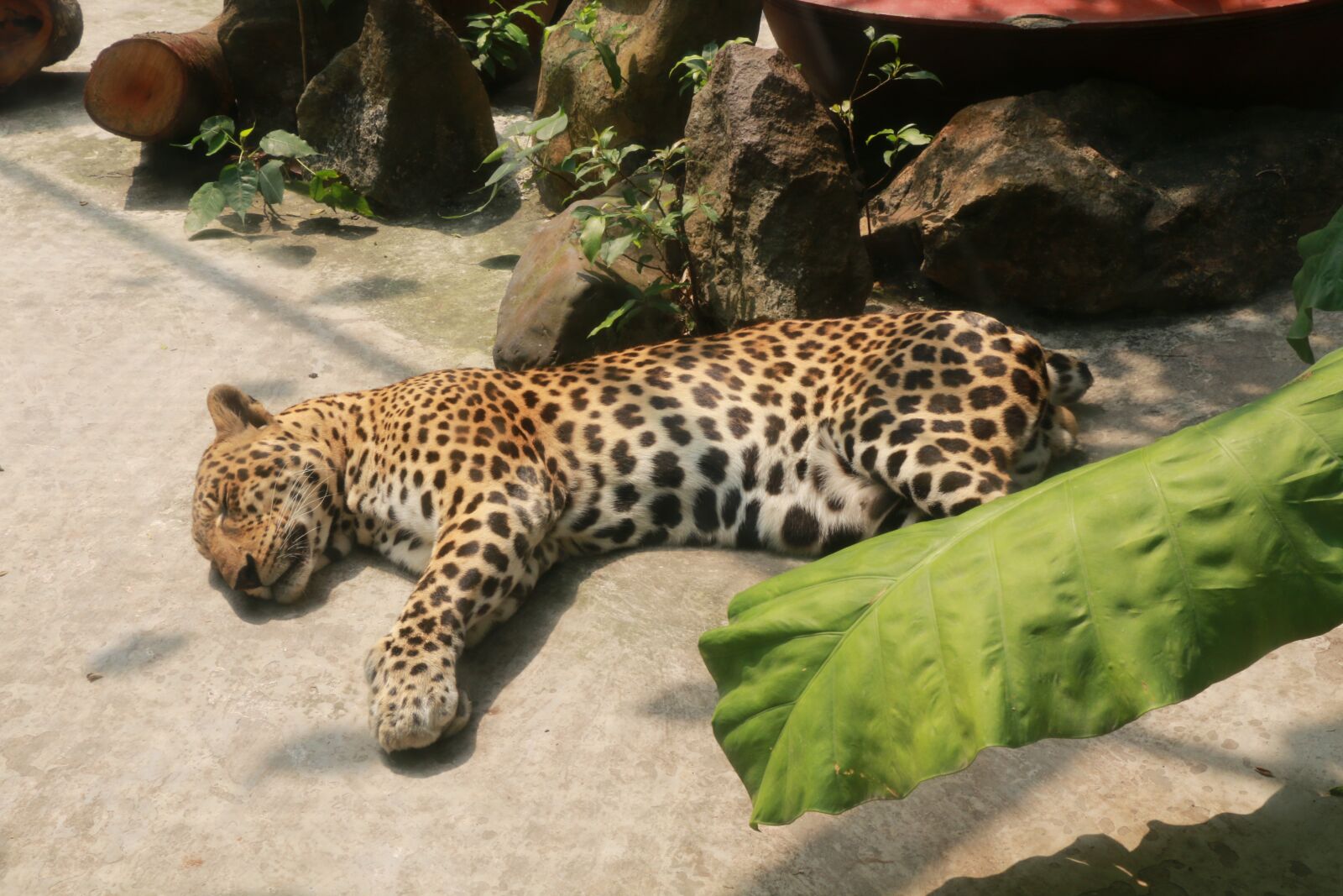 Canon EOS 70D sample photo. Zoo, cheetah, animal photography