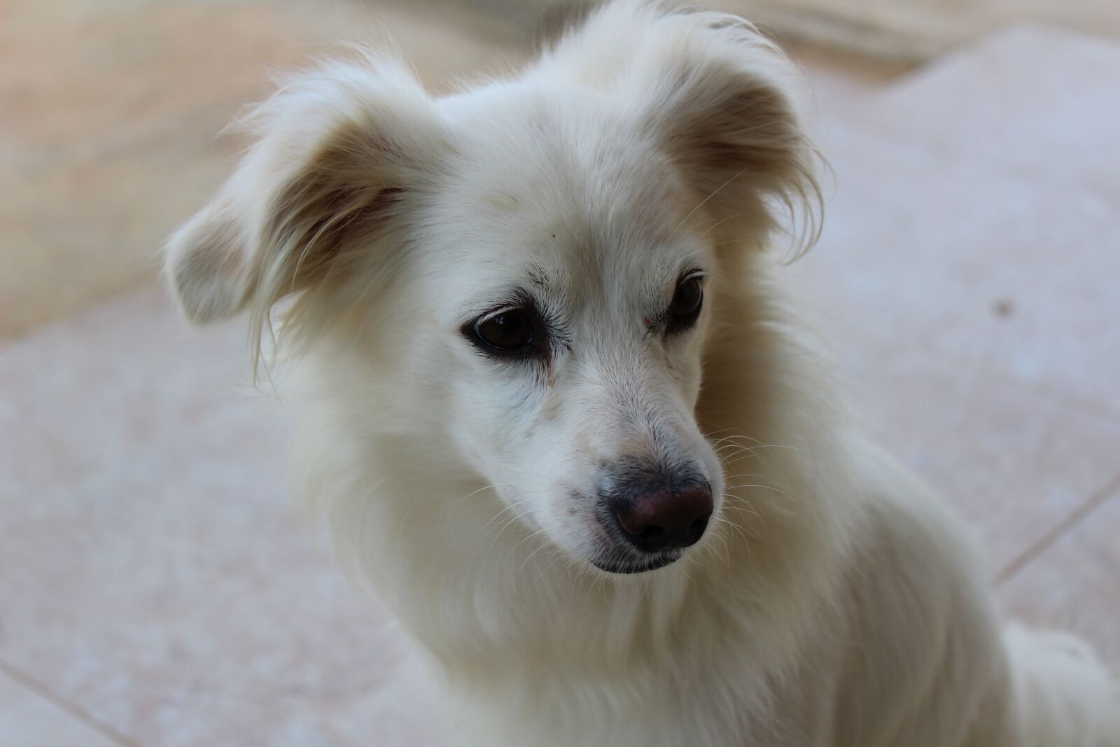 Canon EOS 1200D (EOS Rebel T5 / EOS Kiss X70 / EOS Hi) sample photo. Dog, puppy, white photography