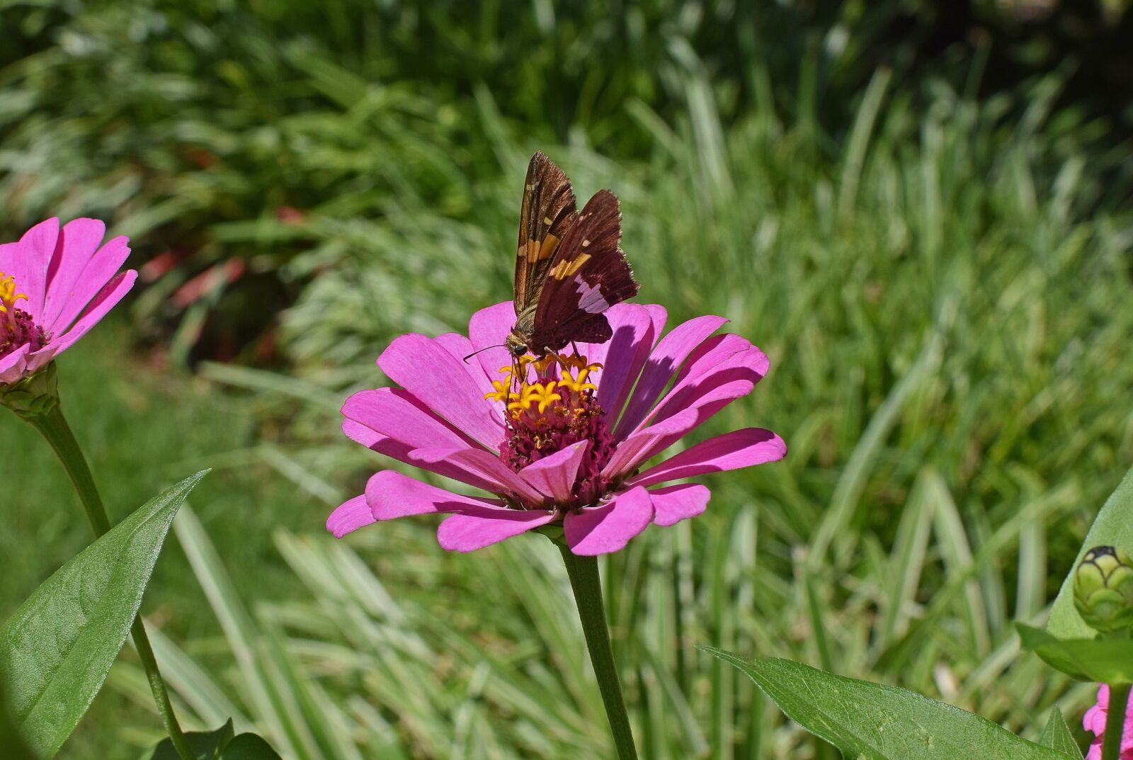Nikon D3300 sample photo. Silver-spotted skipper on zinnia photography