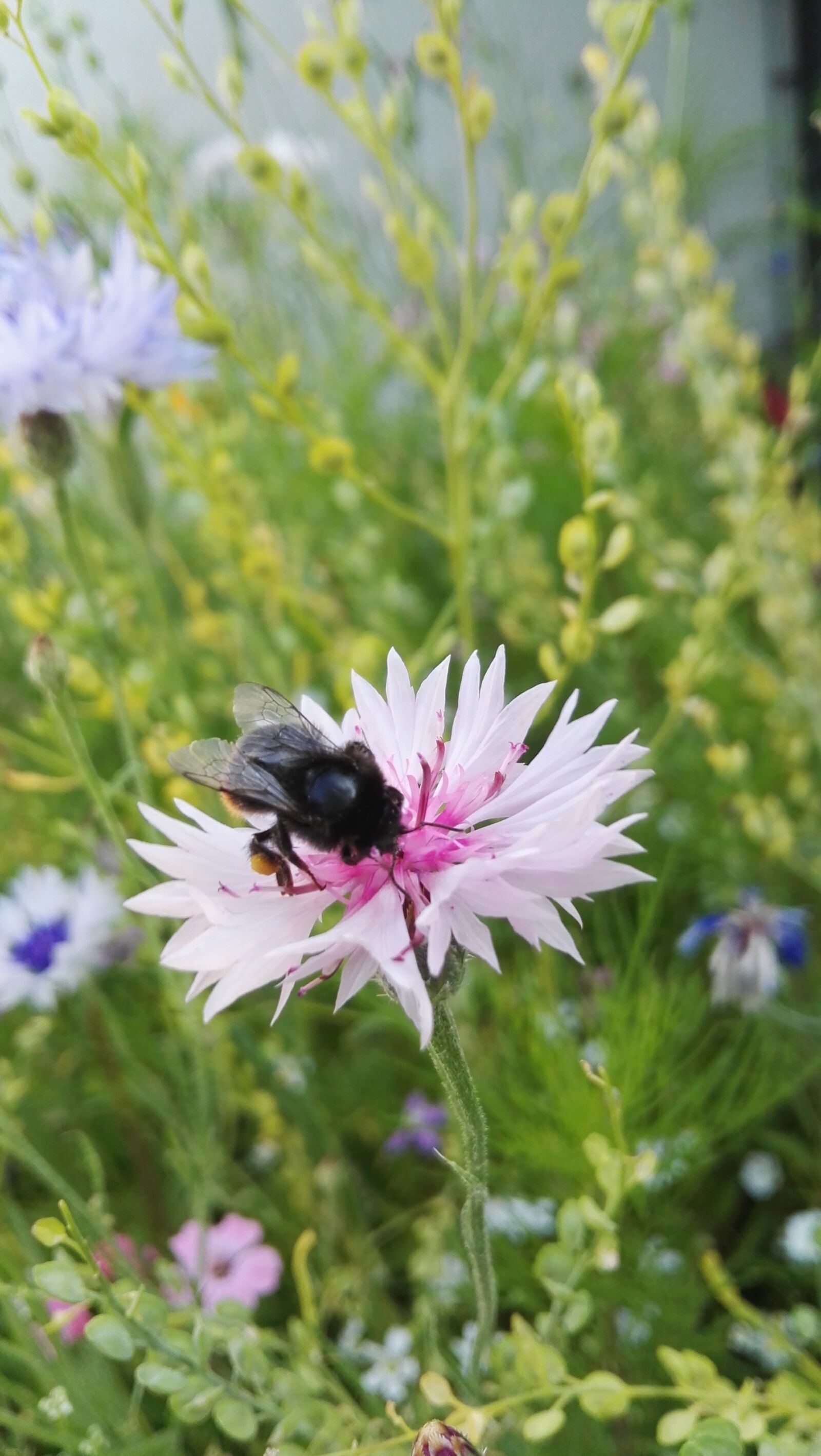HUAWEI P8 sample photo. Cornflower, wild flower, insect photography