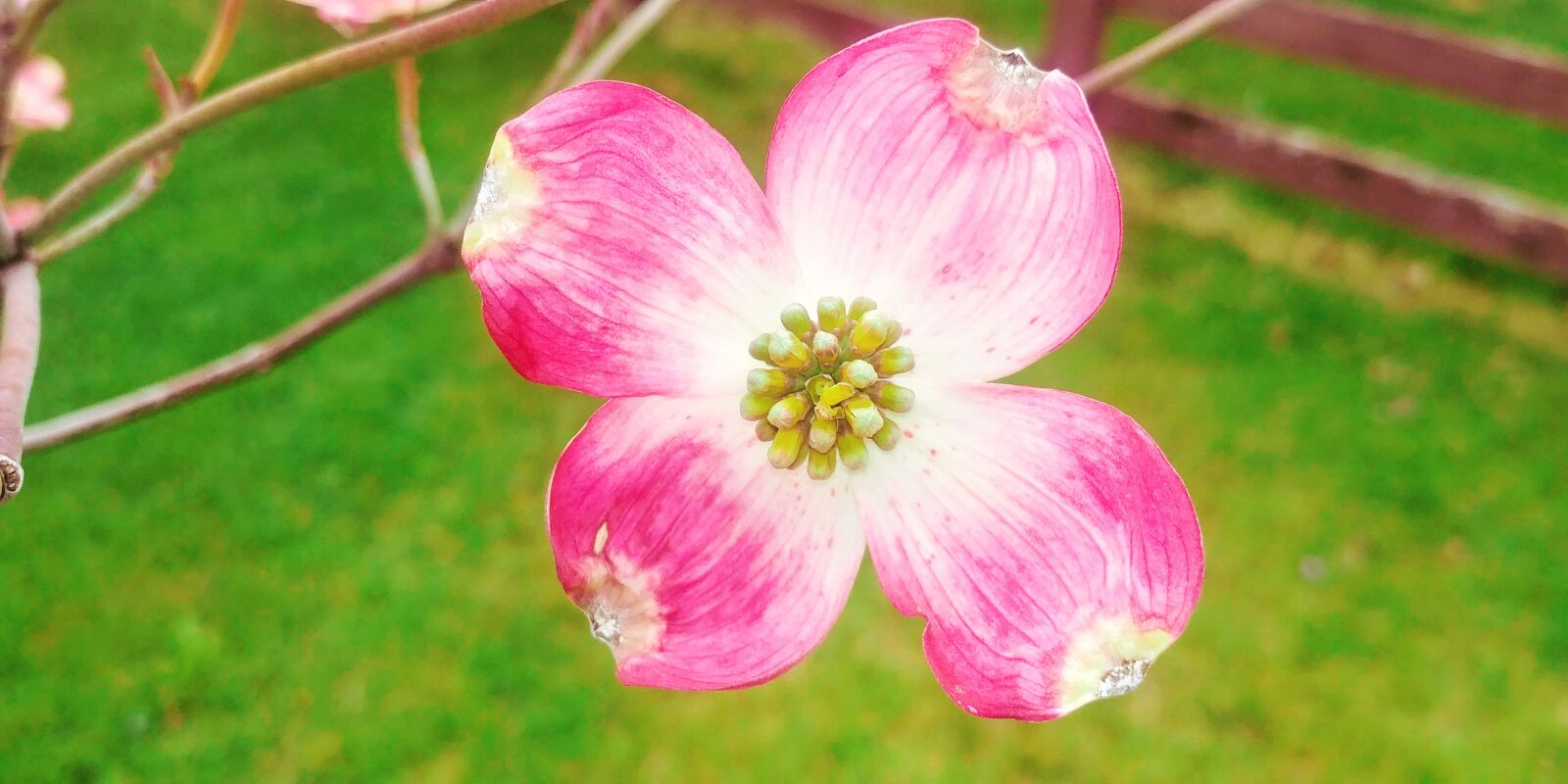 LG G7 THINQ sample photo. Pink, dogwood, bloom photography