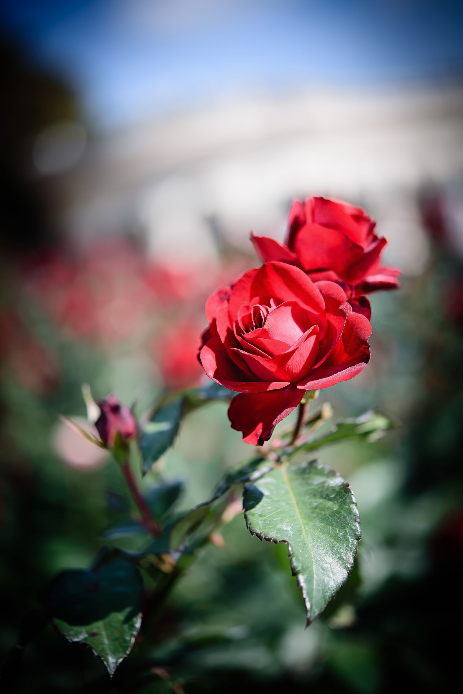 Nikon D750 sample photo. Flowers, rose, landscape photography photography