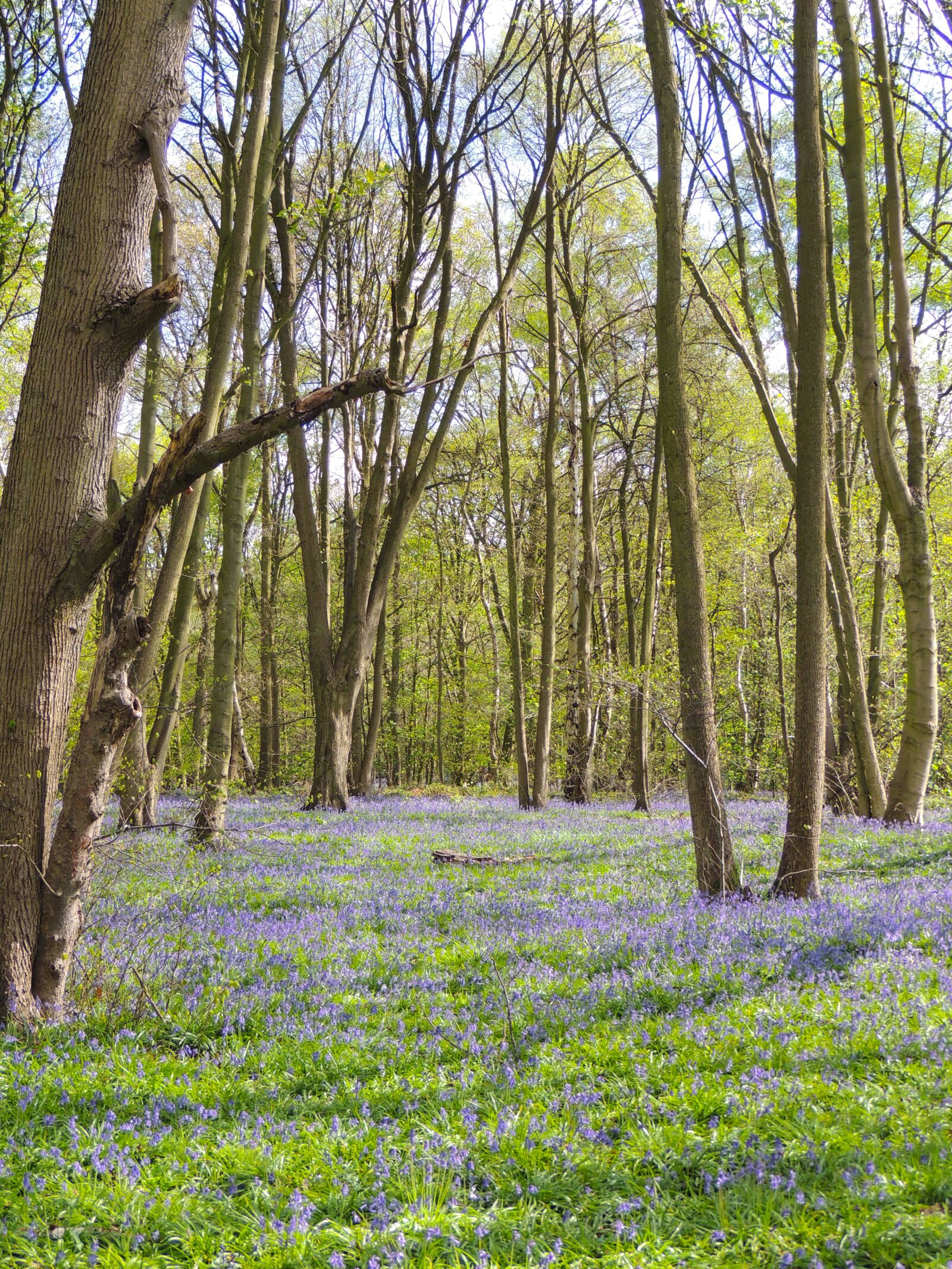 Nikon Coolpix P510 sample photo. Rufford park, bluebells, bluebell photography