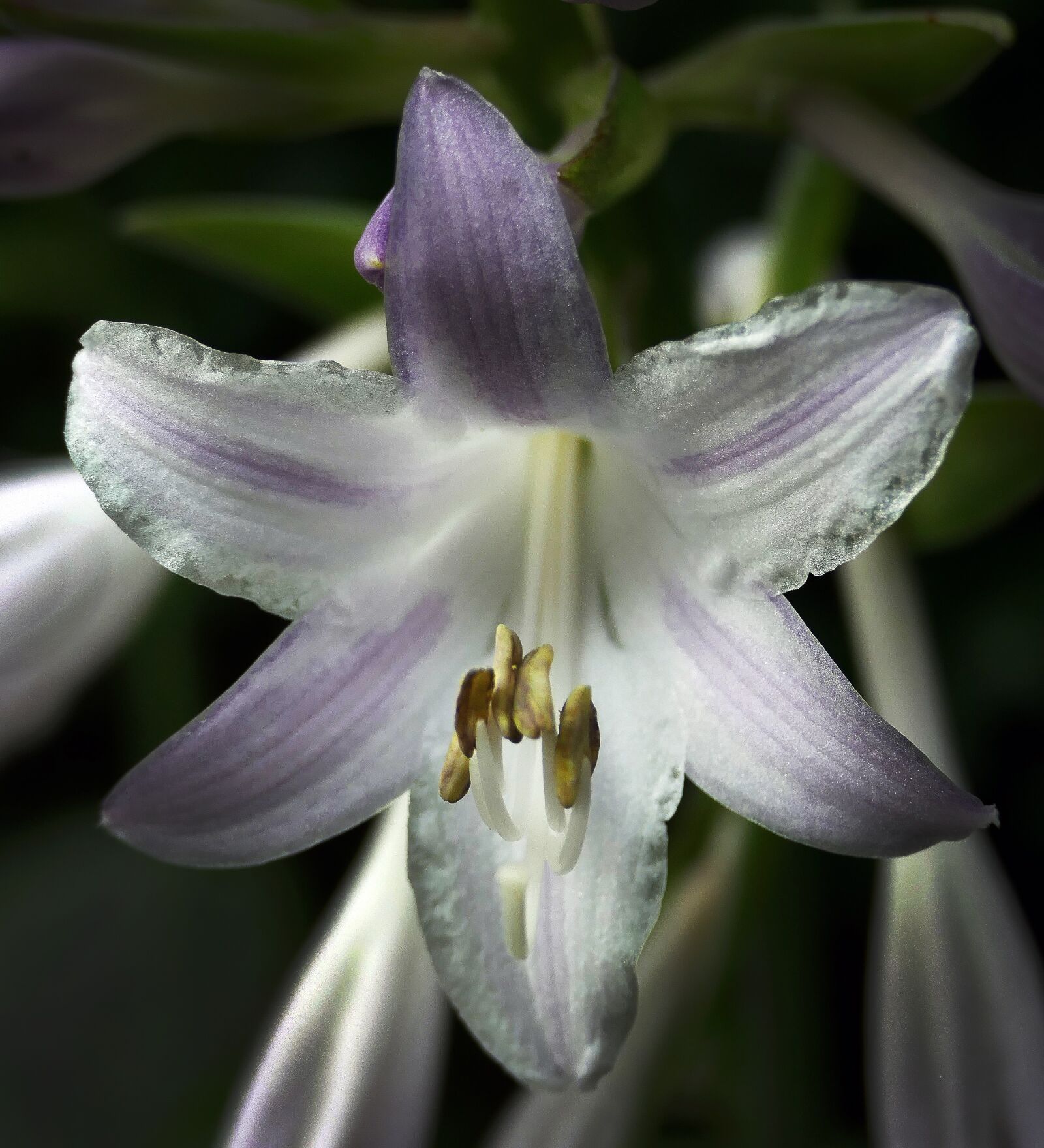 Panasonic Lumix DMC-FZ1000 sample photo. Blossom, bloom, plantain lily photography