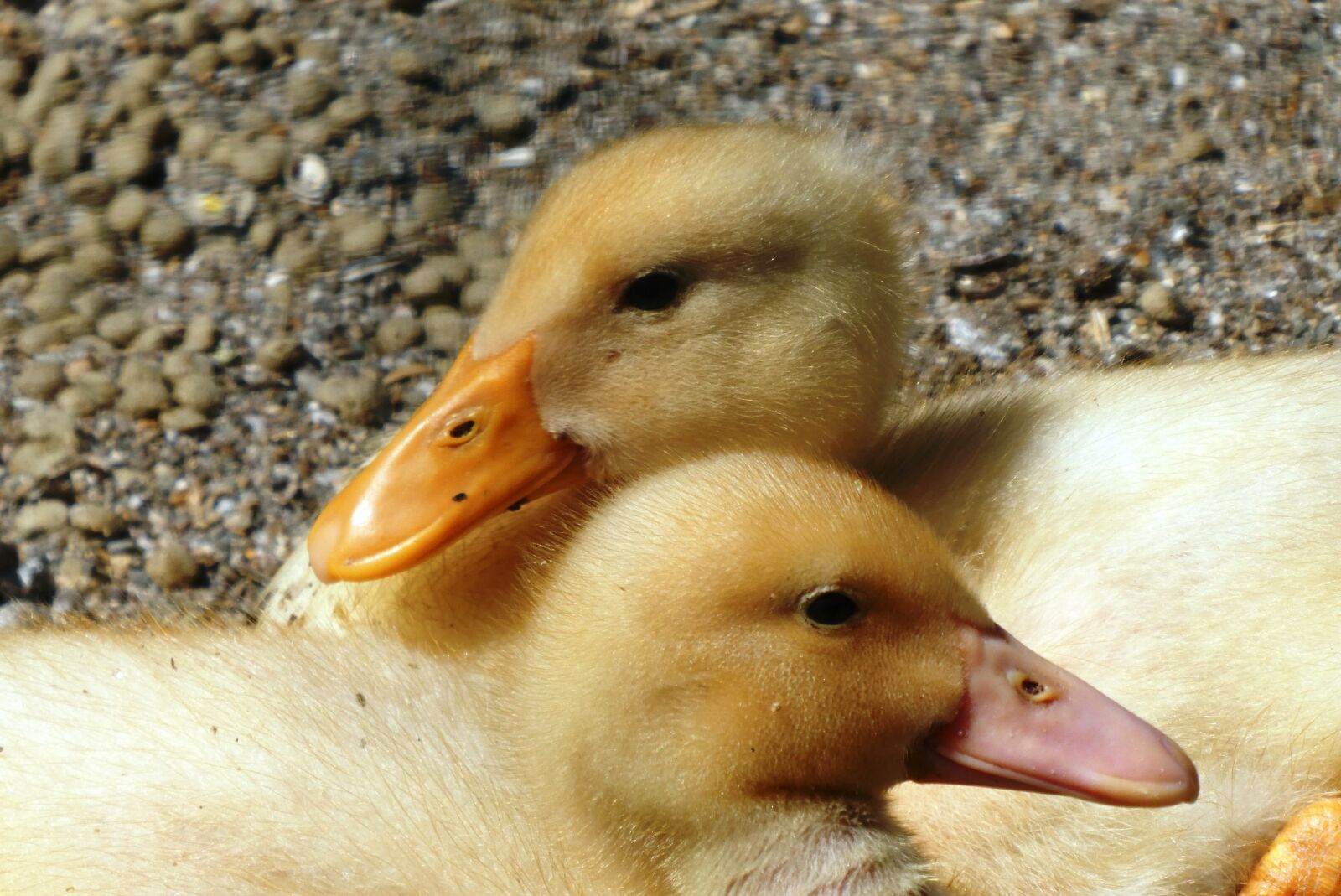 Panasonic Lumix DC-ZS70 (Lumix DC-TZ90) sample photo. Chicks, young ducks, kwakers photography