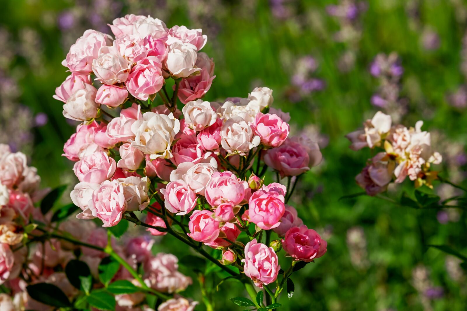 Fujifilm XF 55-200mm F3.5-4.8 R LM OIS sample photo. Roses, precious rose bushes photography